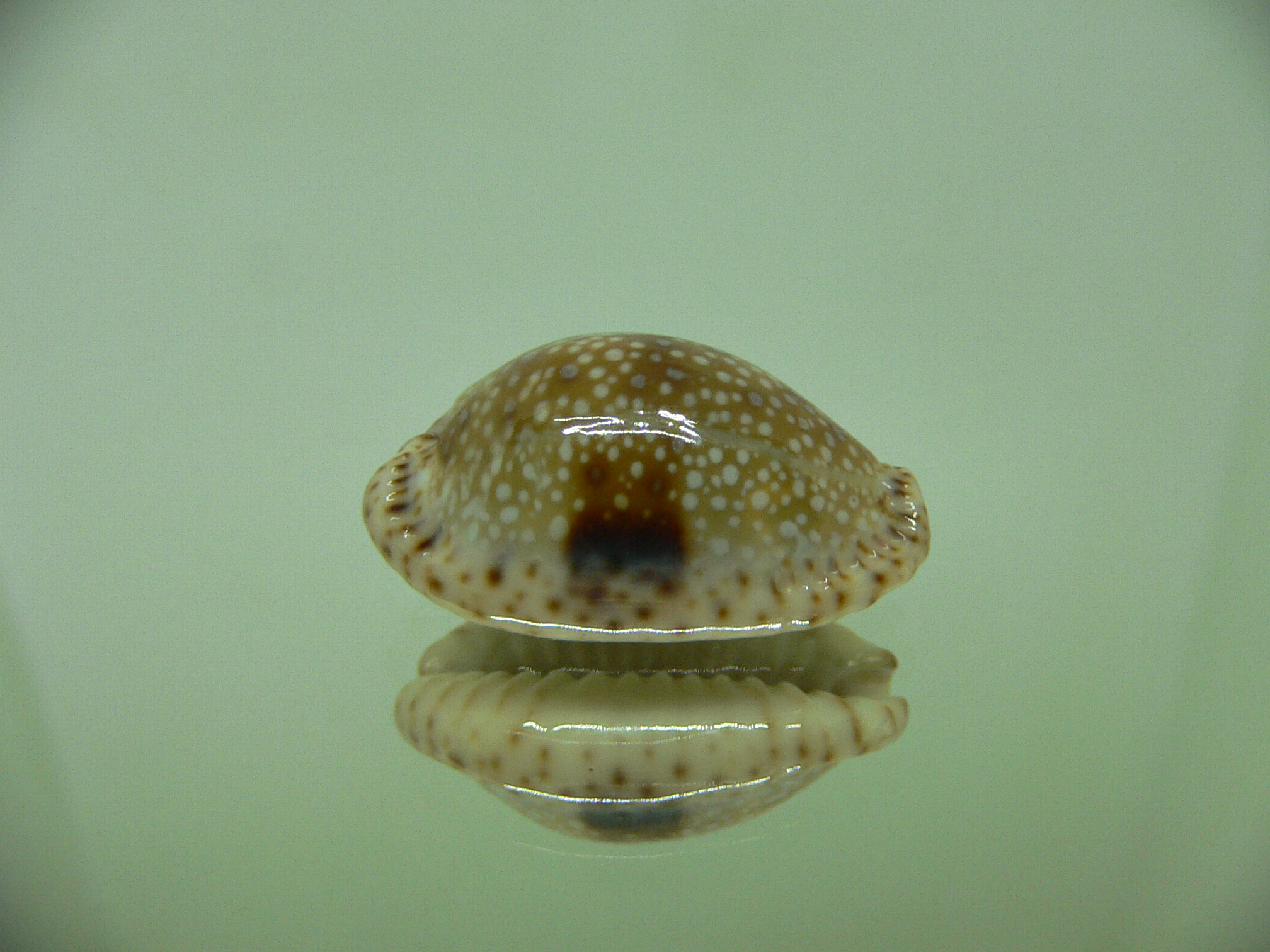 Cypraea nebrites IDEAL