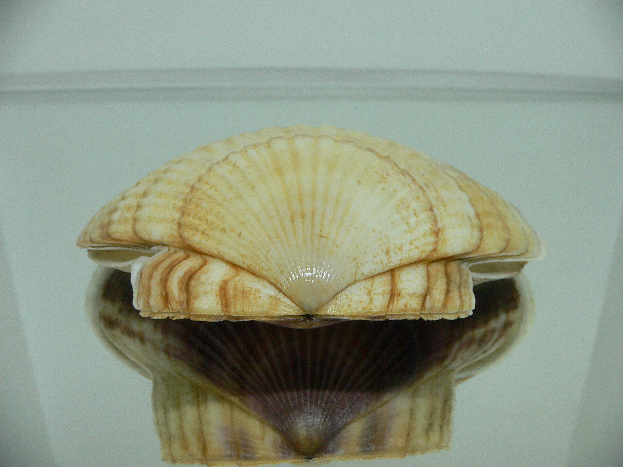 Patinopecten yessoensis CASCADE