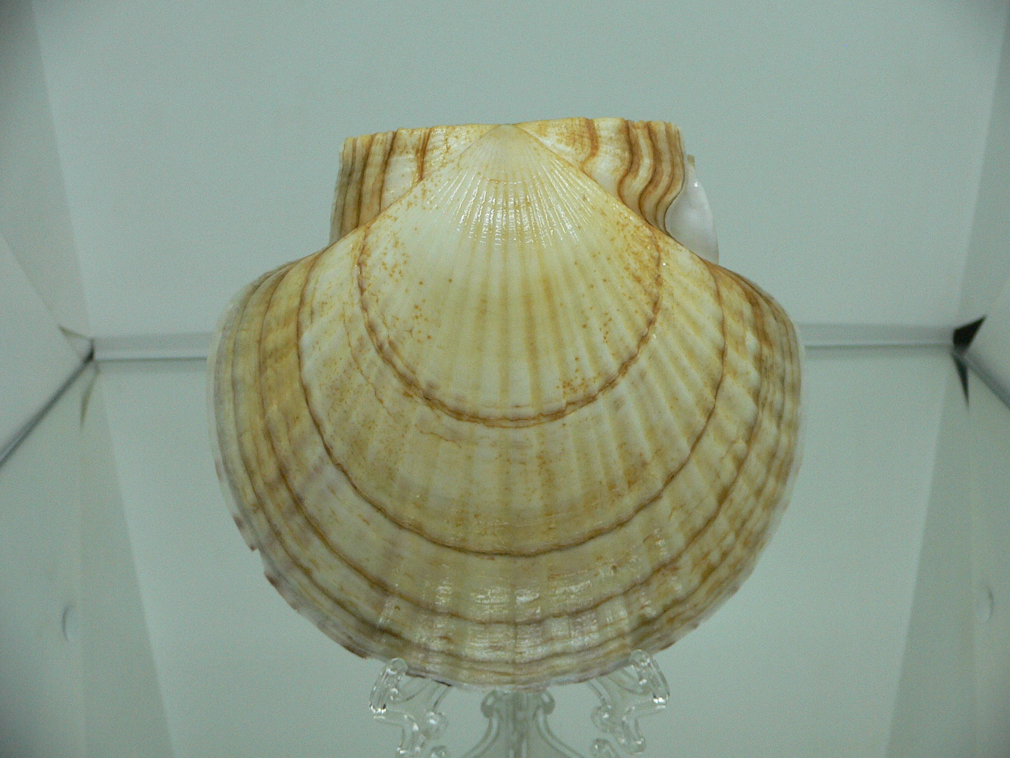 Patinopecten yessoensis CASCADE