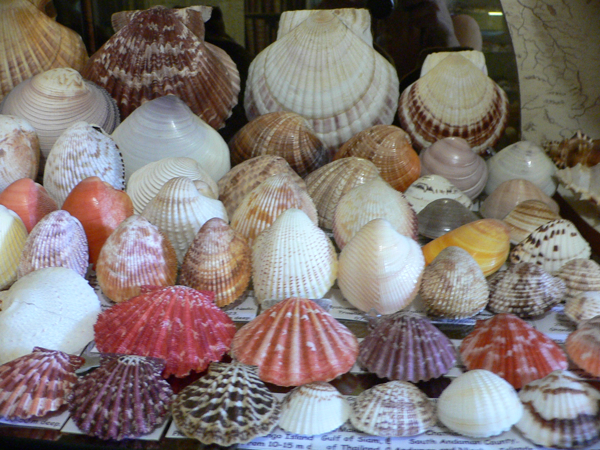 Patinopecten yessoensis CASCADE