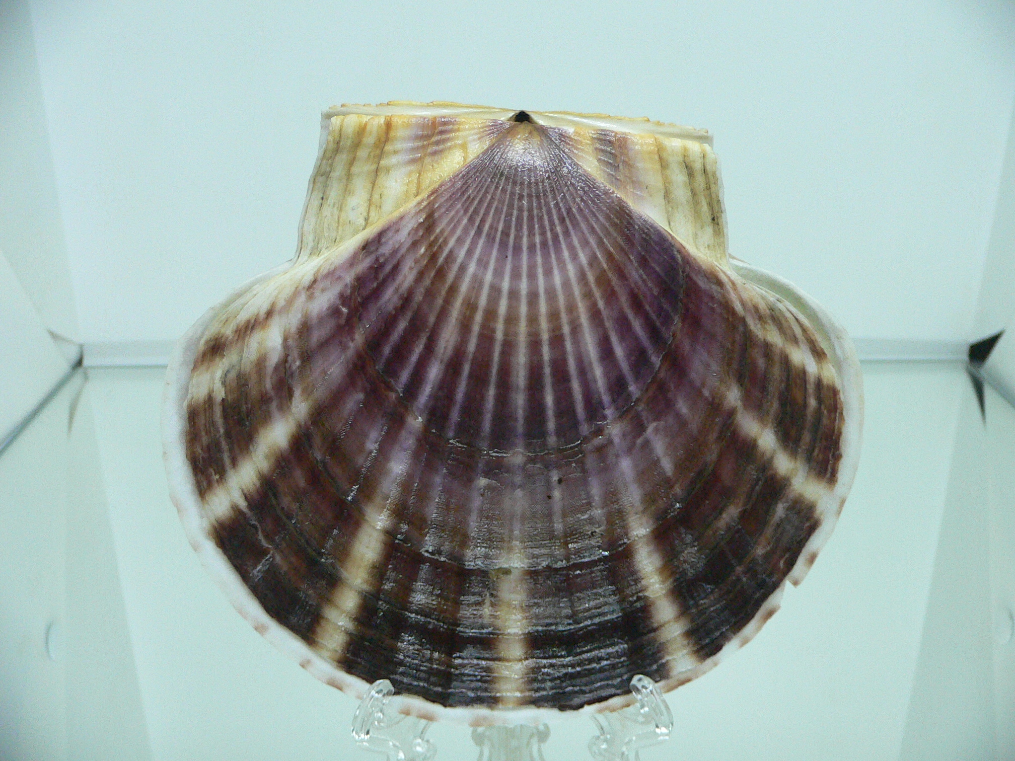 Patinopecten yessoensis CASCADE