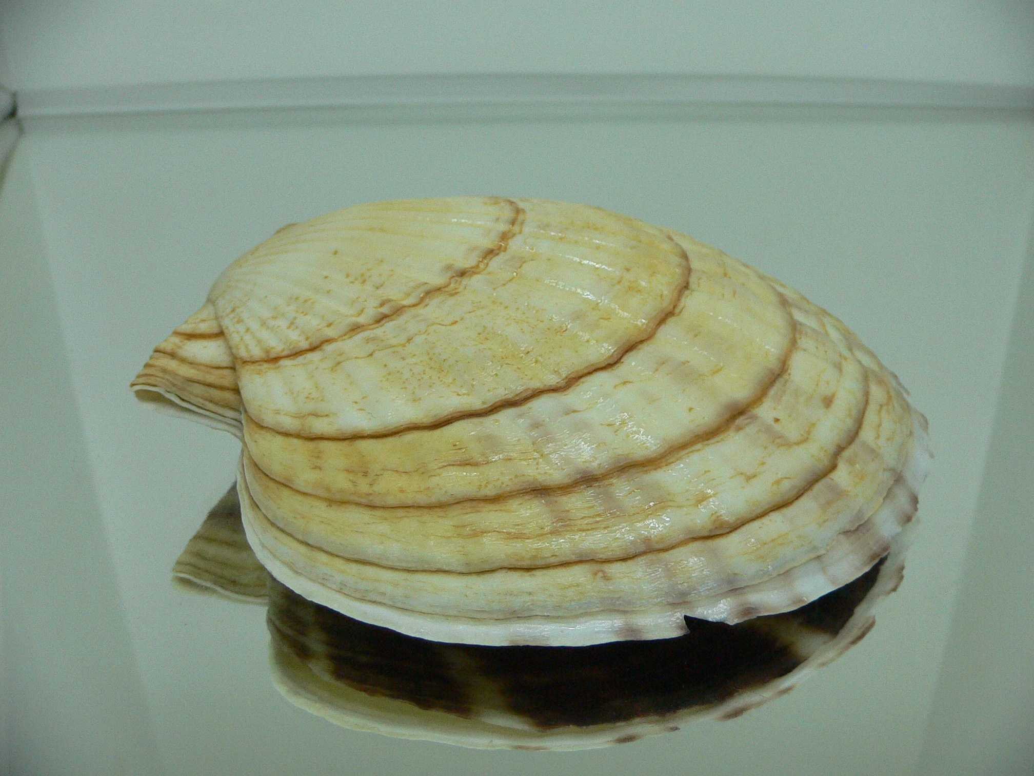 Patinopecten yessoensis CASCADE