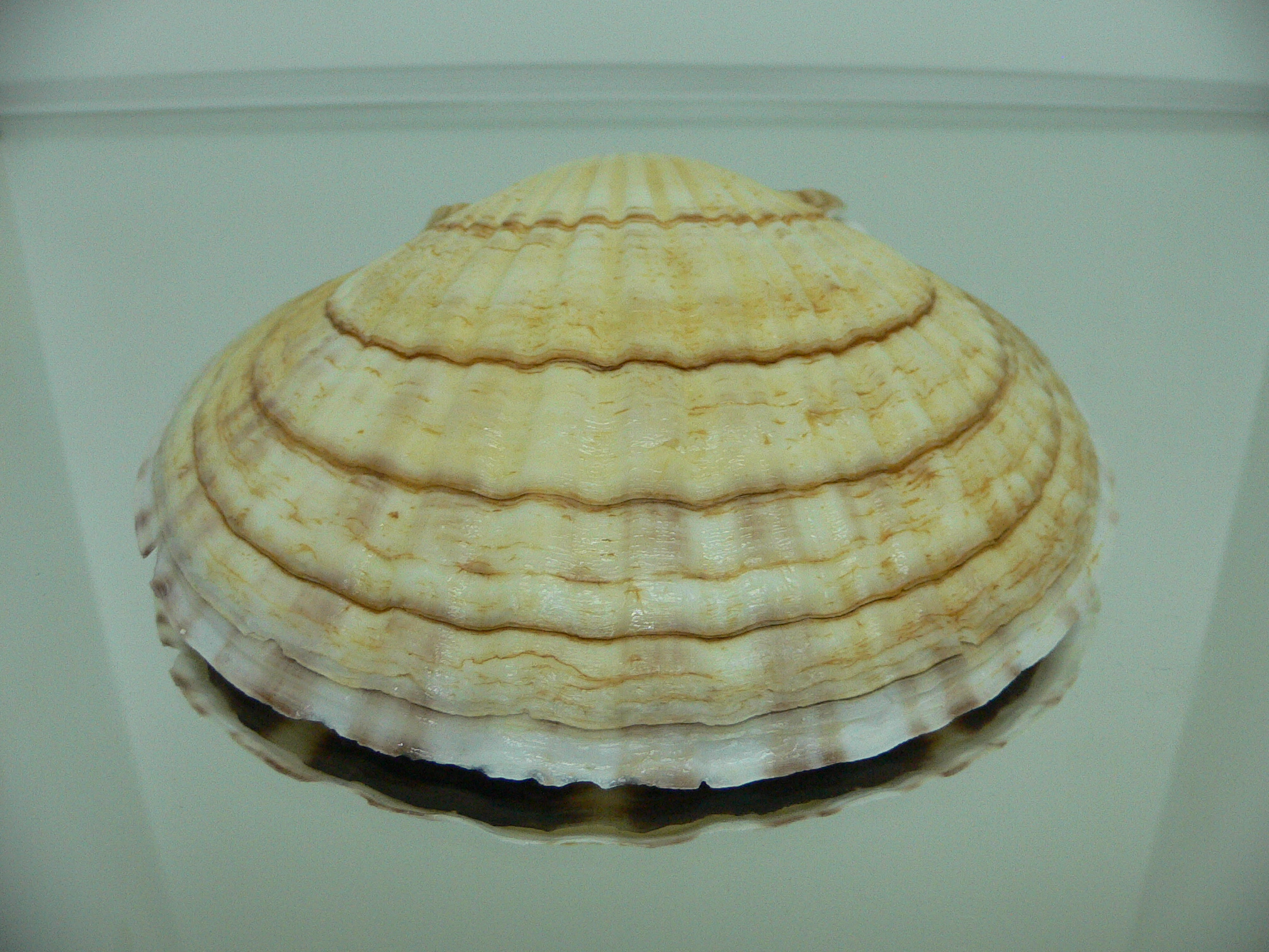 Patinopecten yessoensis CASCADE