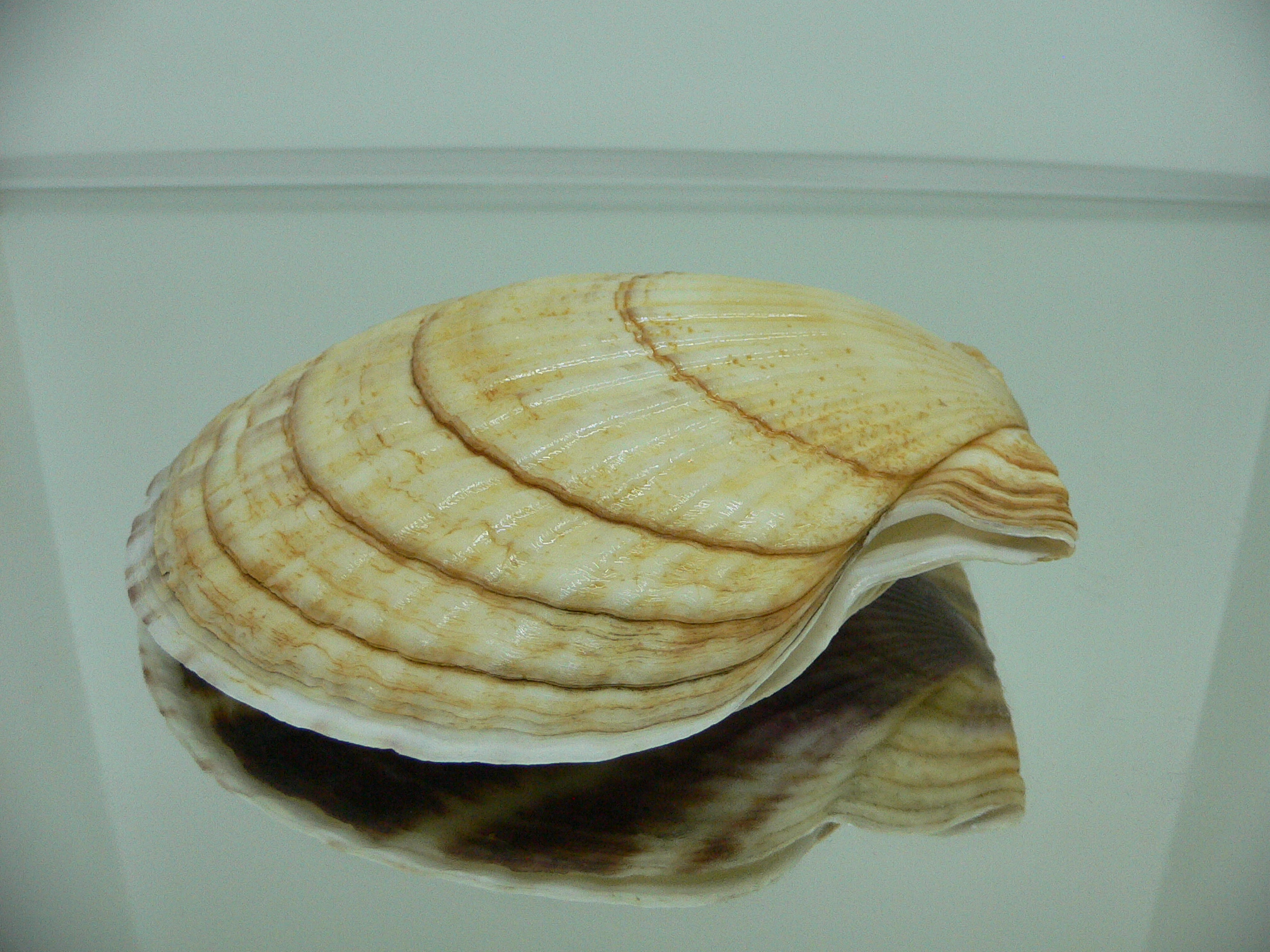 Patinopecten yessoensis CASCADE