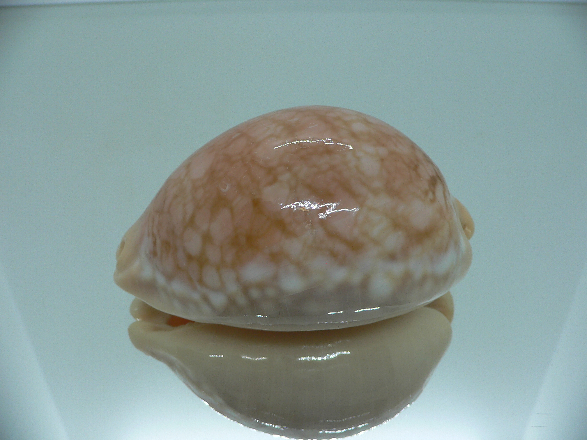 Cypraea broderipii RARE & SUPER
