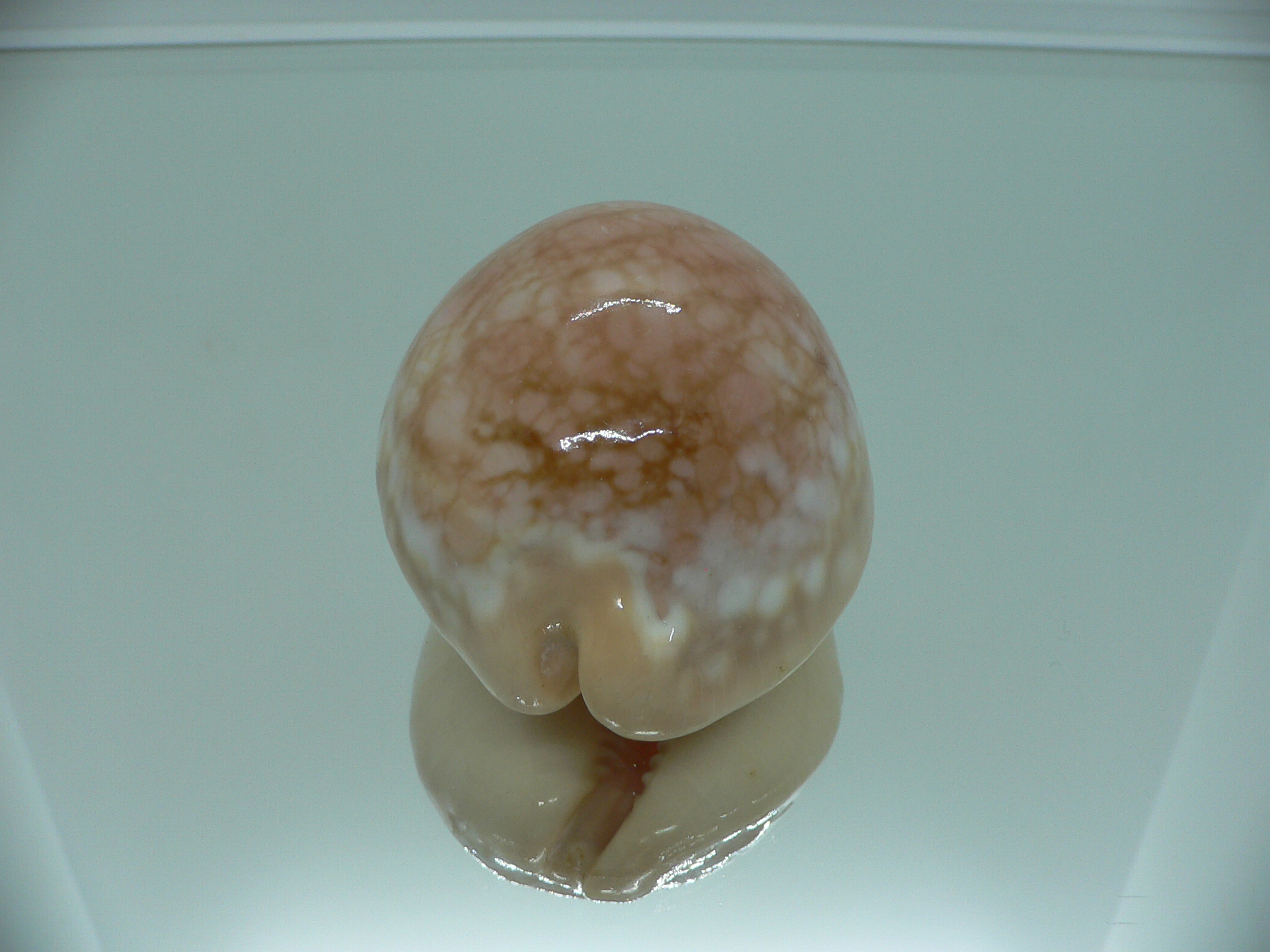 Cypraea broderipii RARE & SUPER