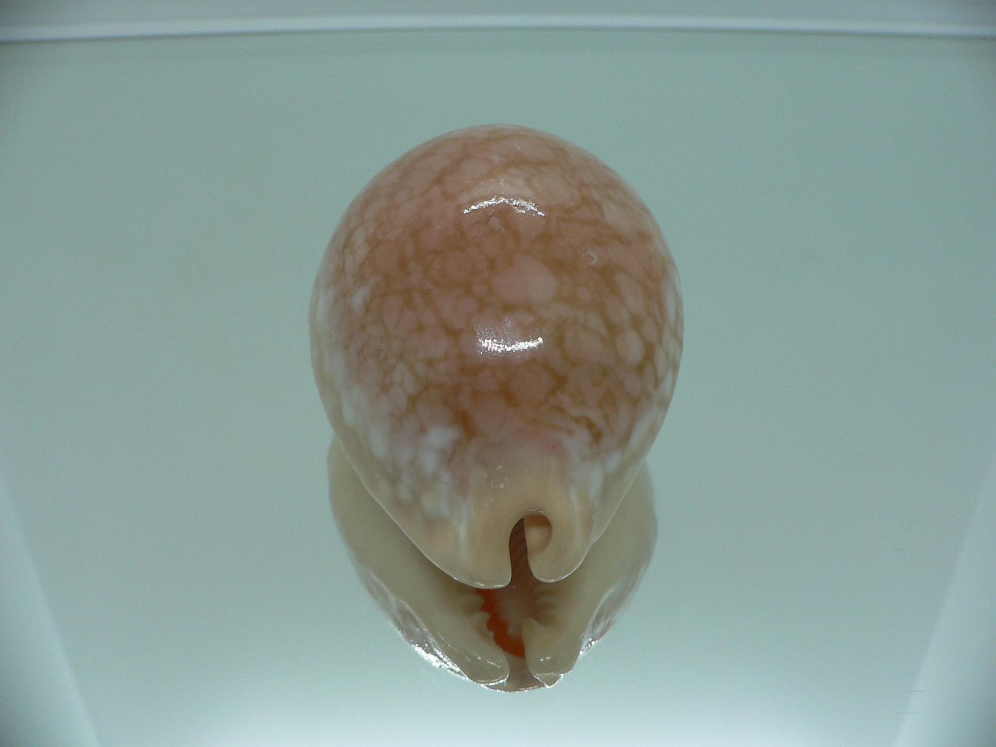 Cypraea broderipii RARE & SUPER