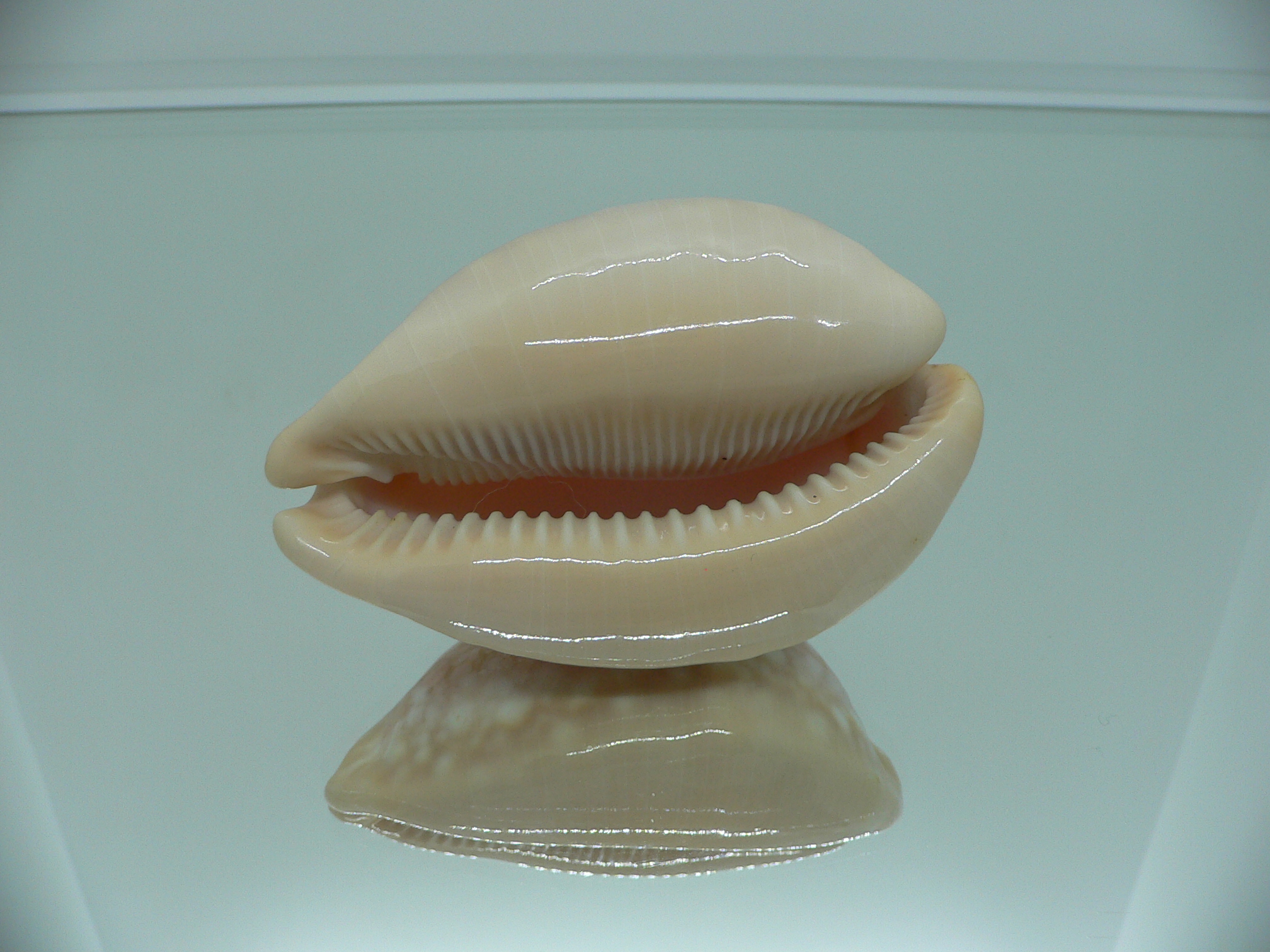 Cypraea broderipii RARE & SUPER