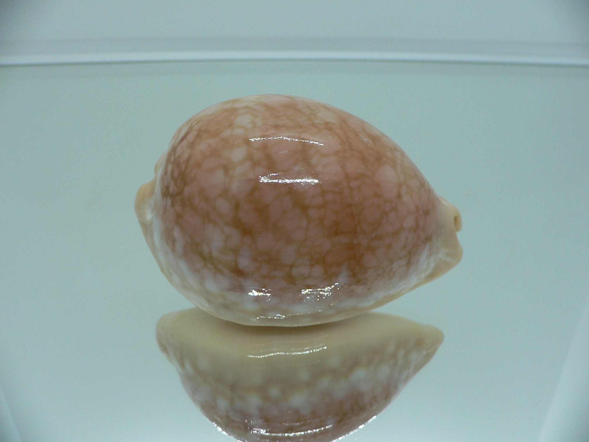 Cypraea broderipii RARE & SUPER