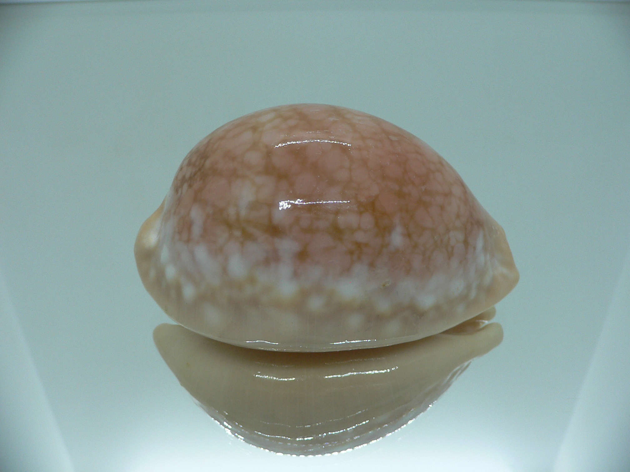 Cypraea broderipii RARE & SUPER