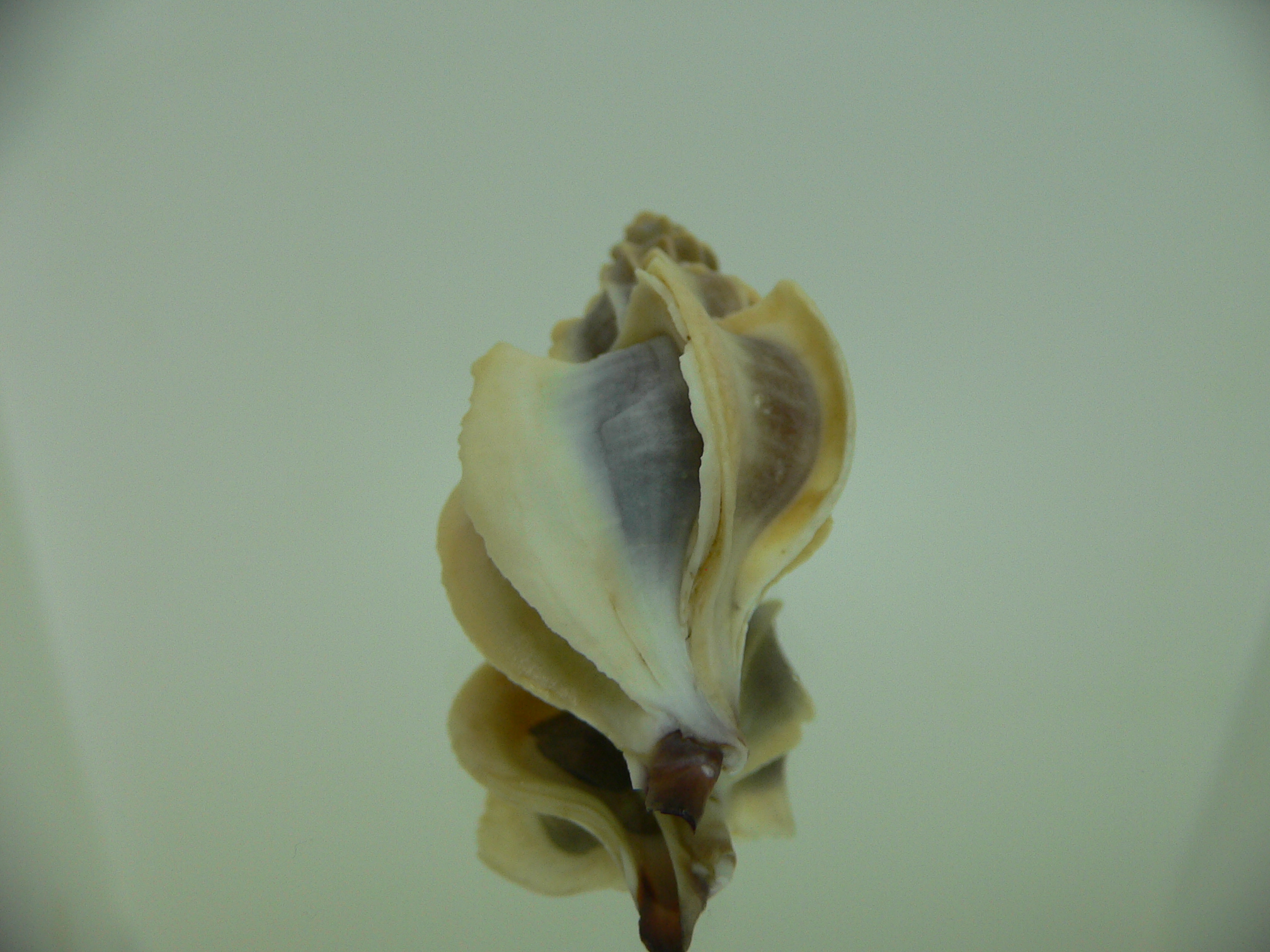 Boreotrophon candelabrum BIG & COLOR