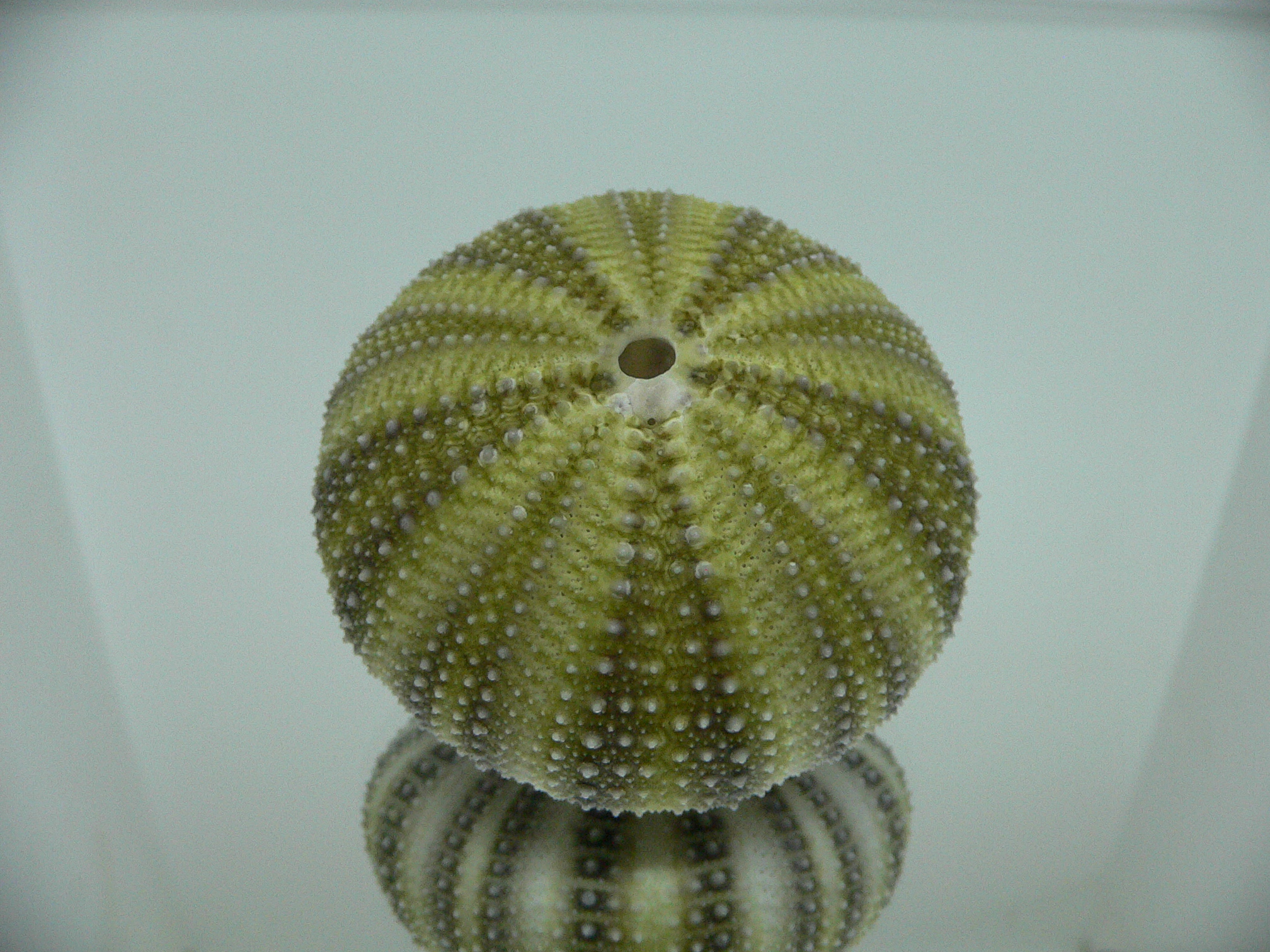 Strongylocentrotus pulchellus BIG