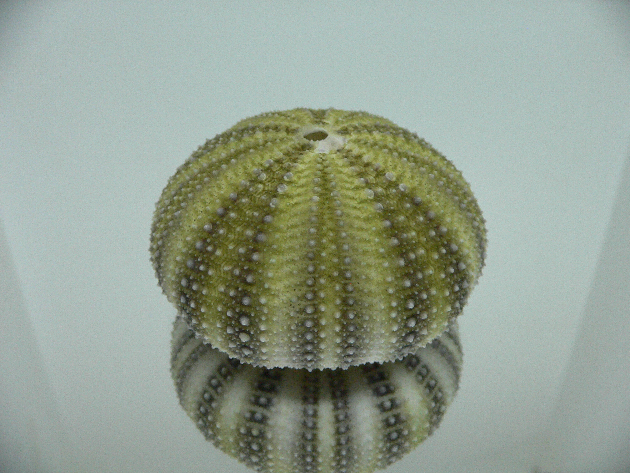 Strongylocentrotus pulchellus BIG