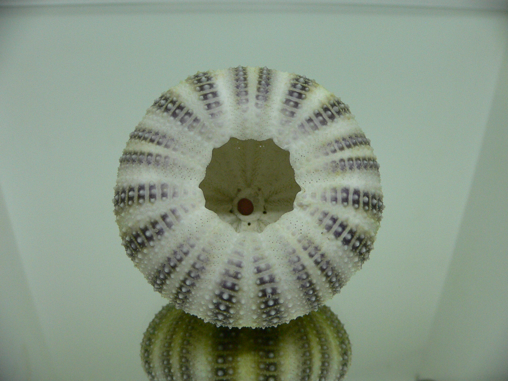 Strongylocentrotus pulchellus BIG
