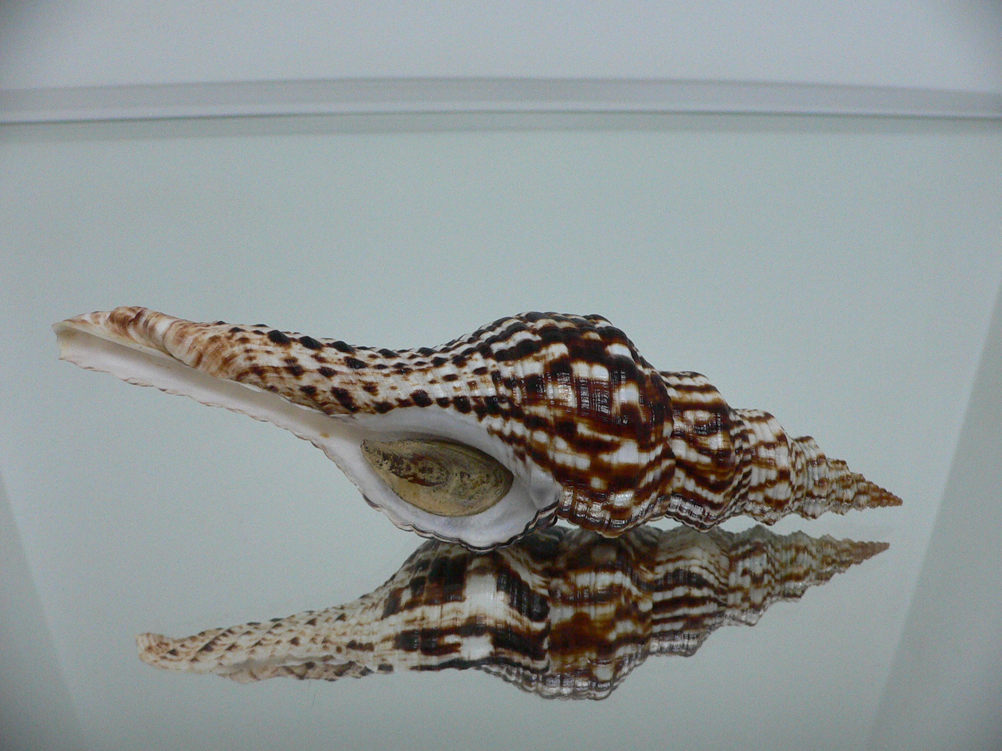 Marmorofusus nicobaricus SUPER DARK