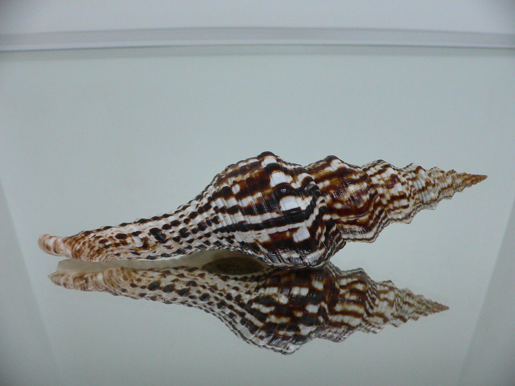 Marmorofusus nicobaricus SUPER DARK