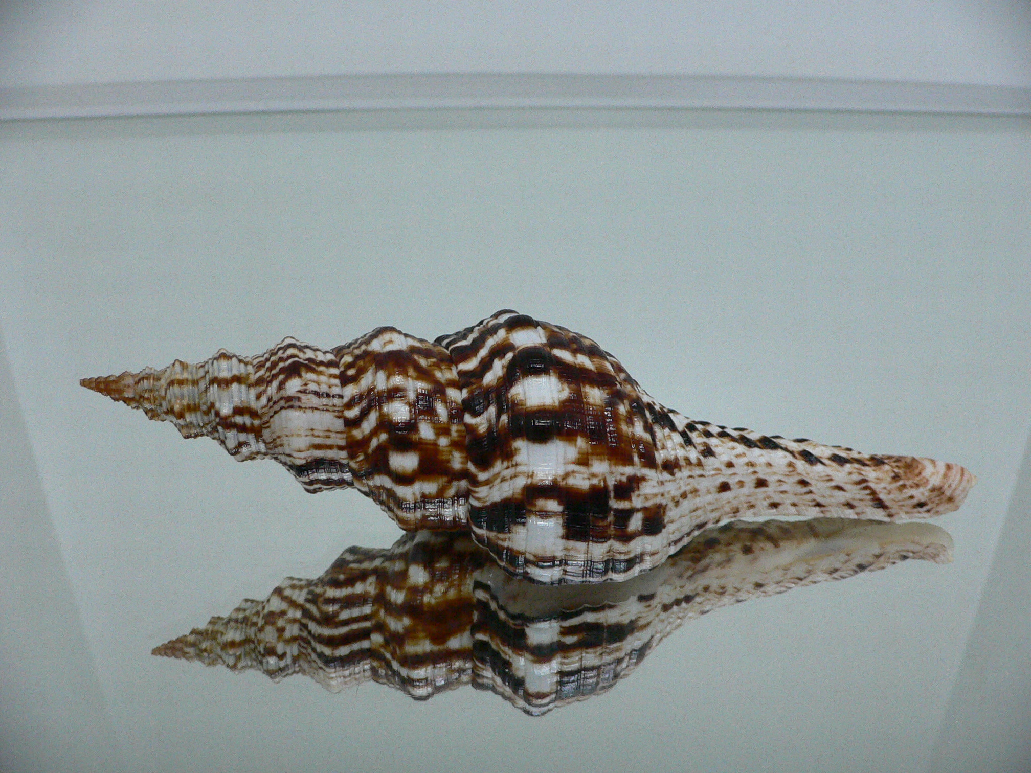 Marmorofusus nicobaricus SUPER DARK