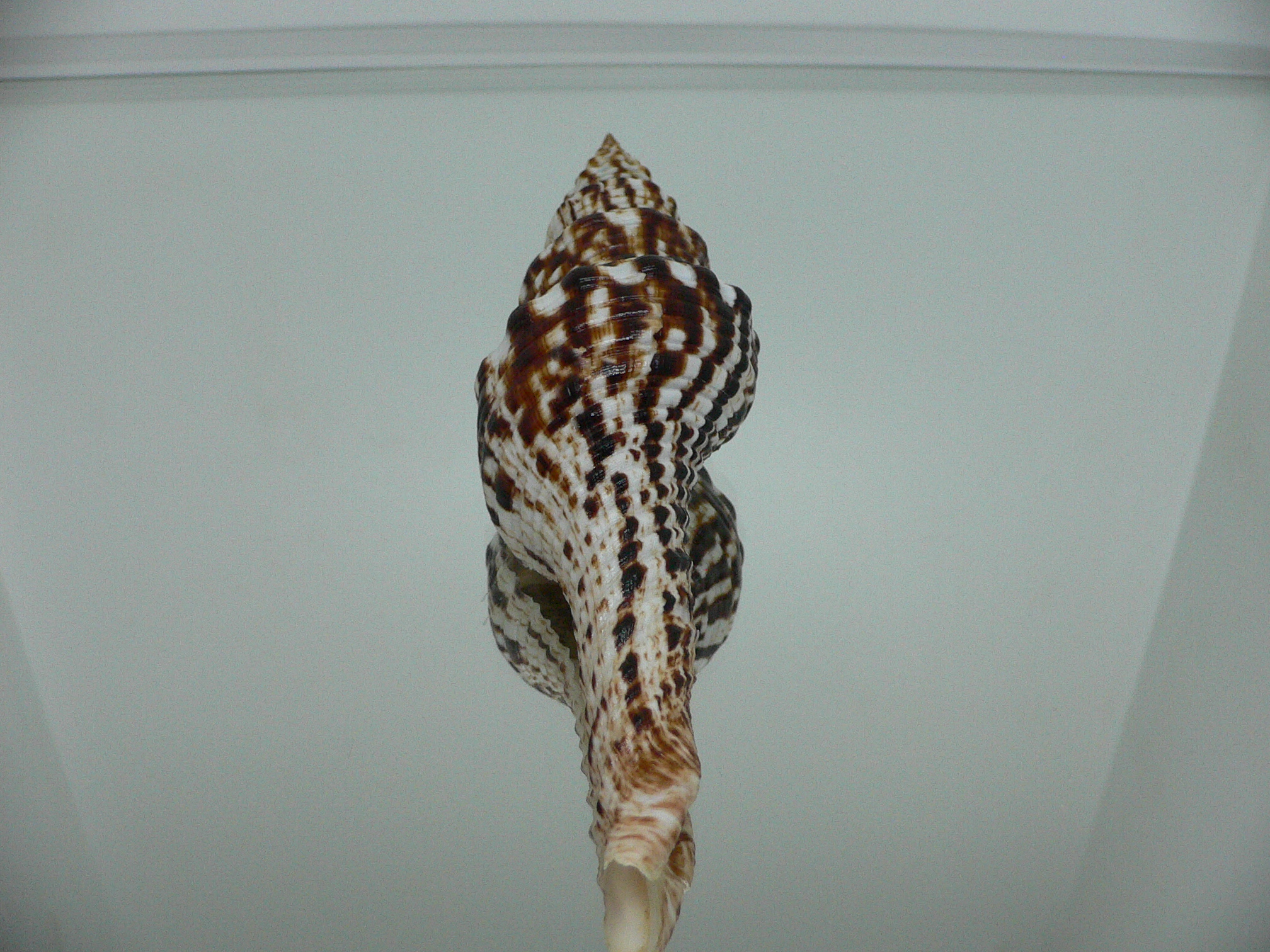 Marmorofusus nicobaricus SUPER DARK