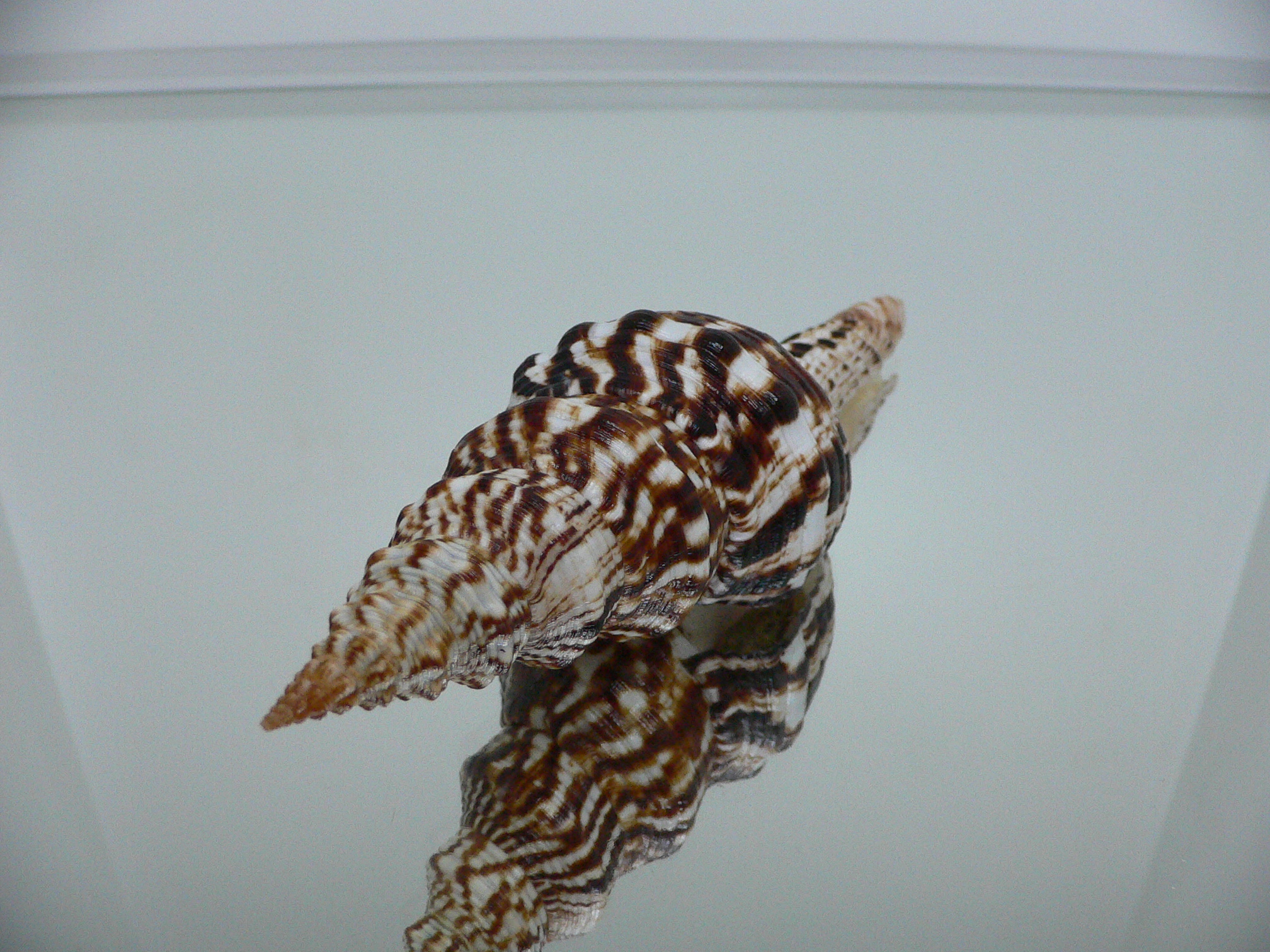 Marmorofusus nicobaricus SUPER DARK