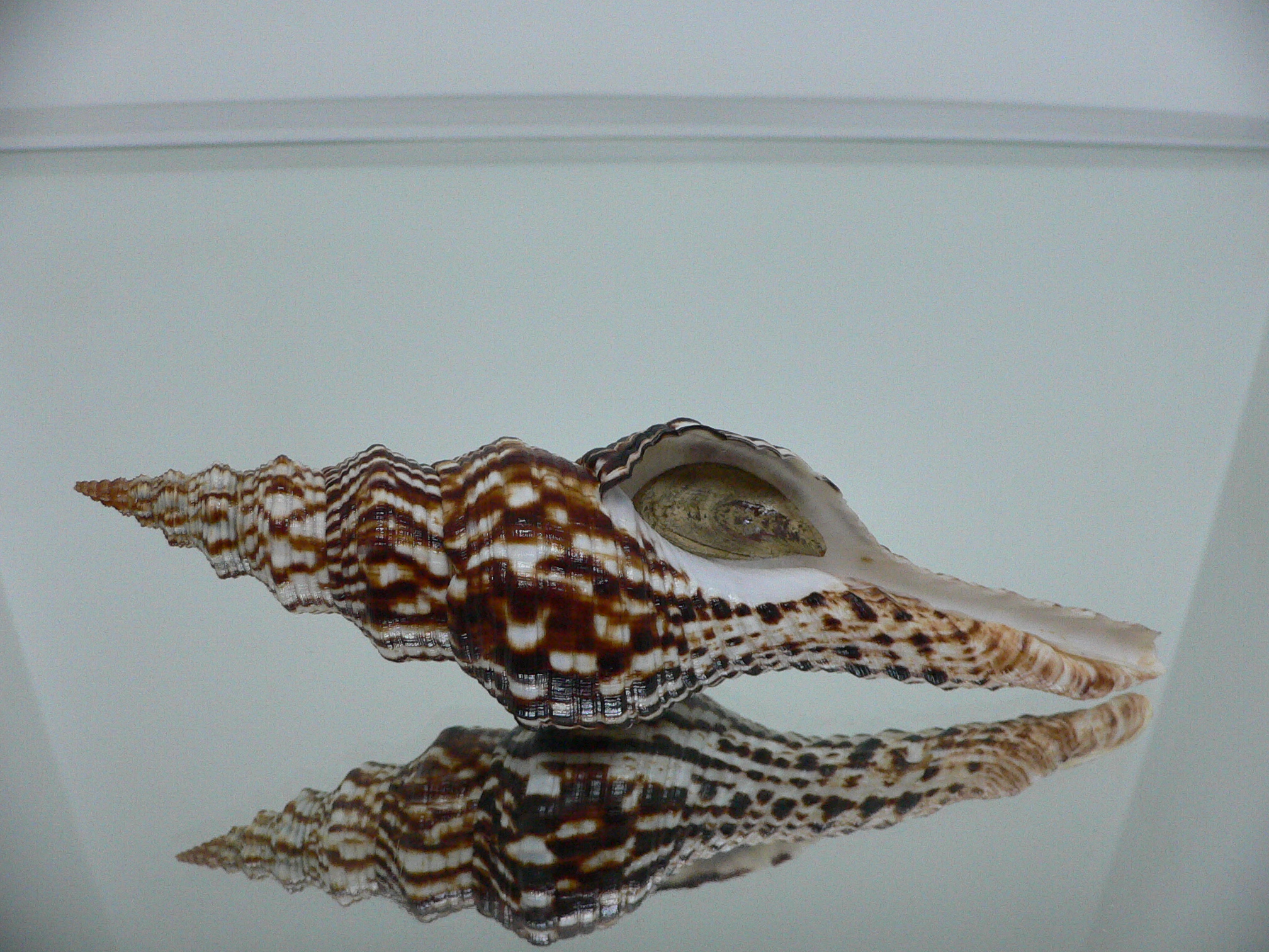 Marmorofusus nicobaricus SUPER DARK