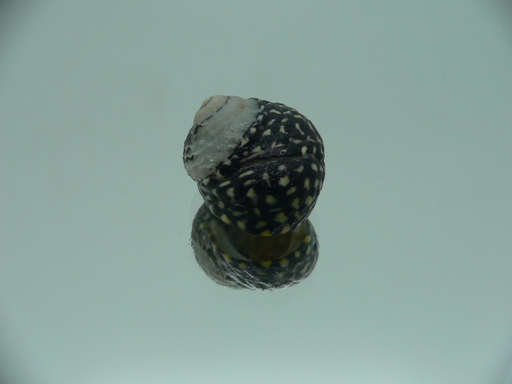 Diloma concameratum ENDEMIC 5