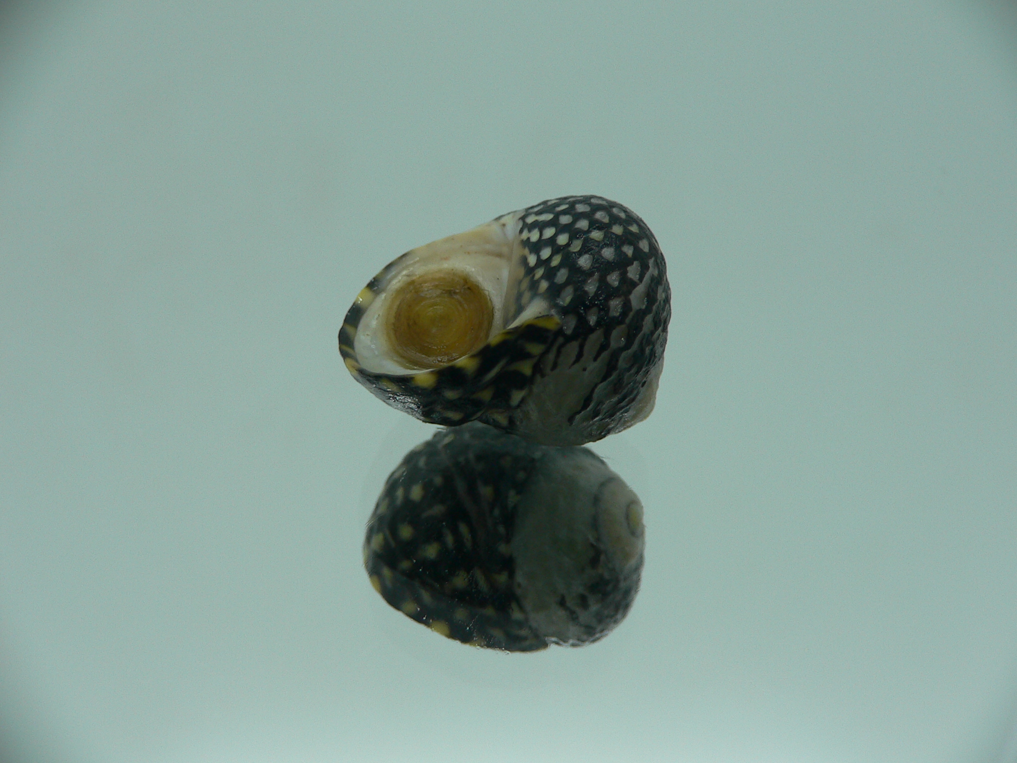 Diloma concameratum ENDEMIC 5