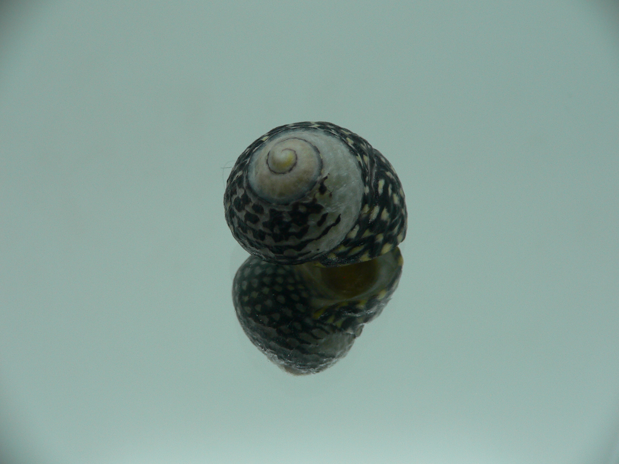 Diloma concameratum ENDEMIC 5