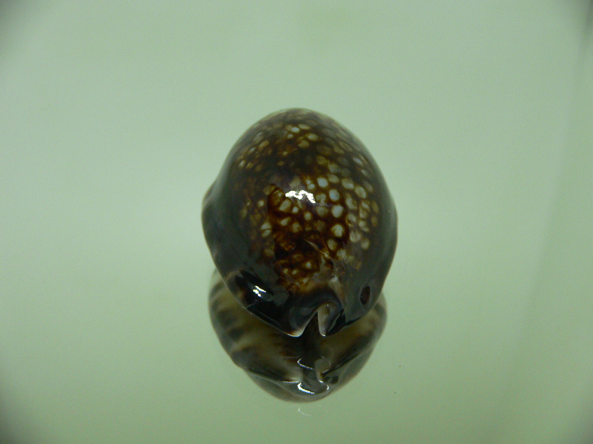 Cypraea depressa depressa VERY DARK