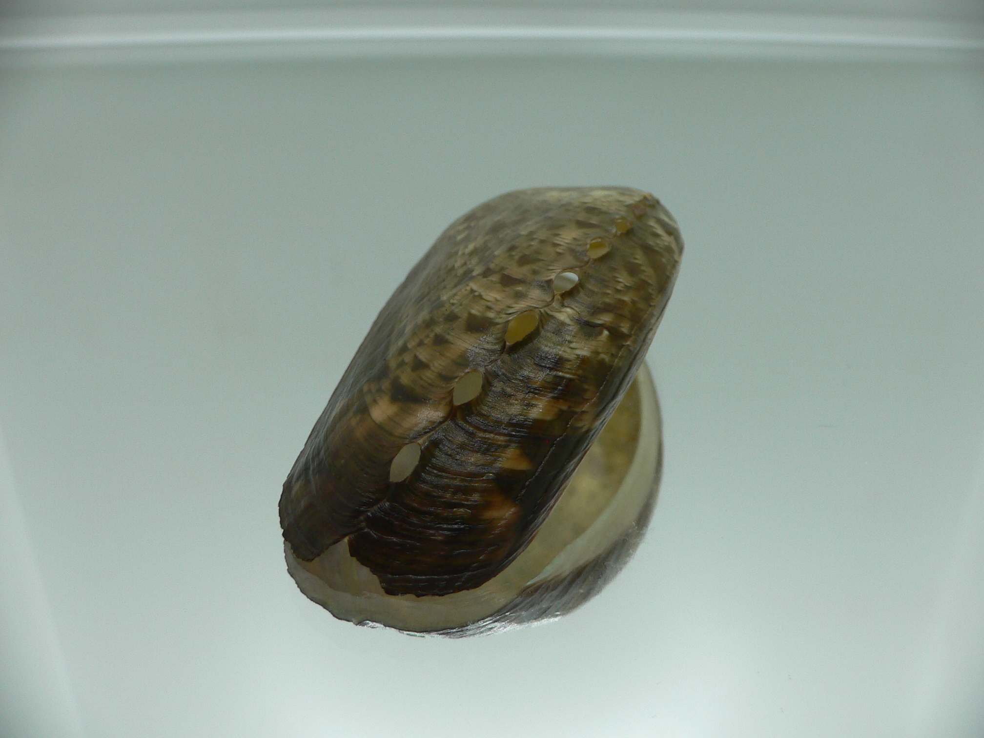 Haliotis asinina PEARL & DARK