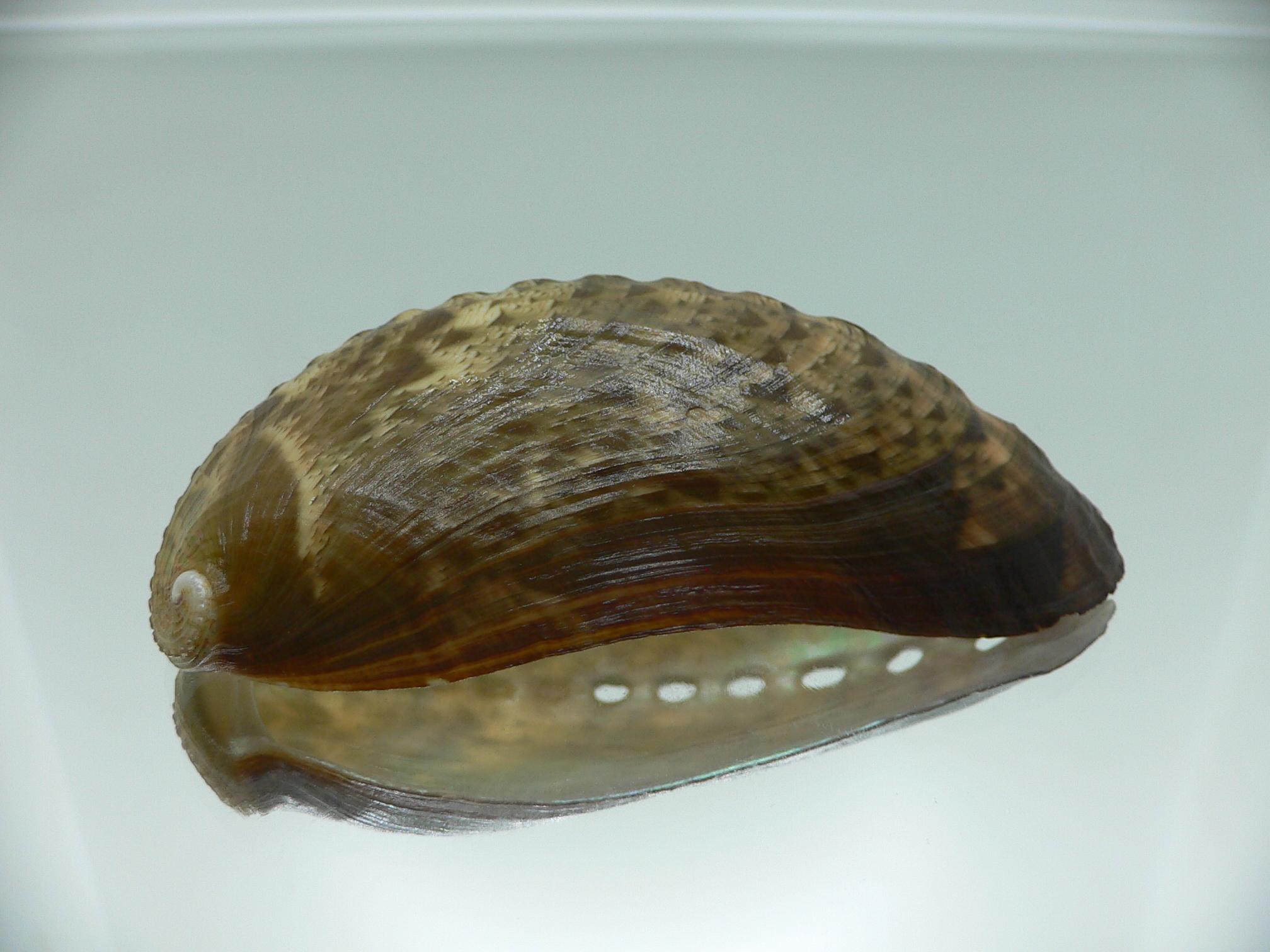 Haliotis asinina PEARL & DARK