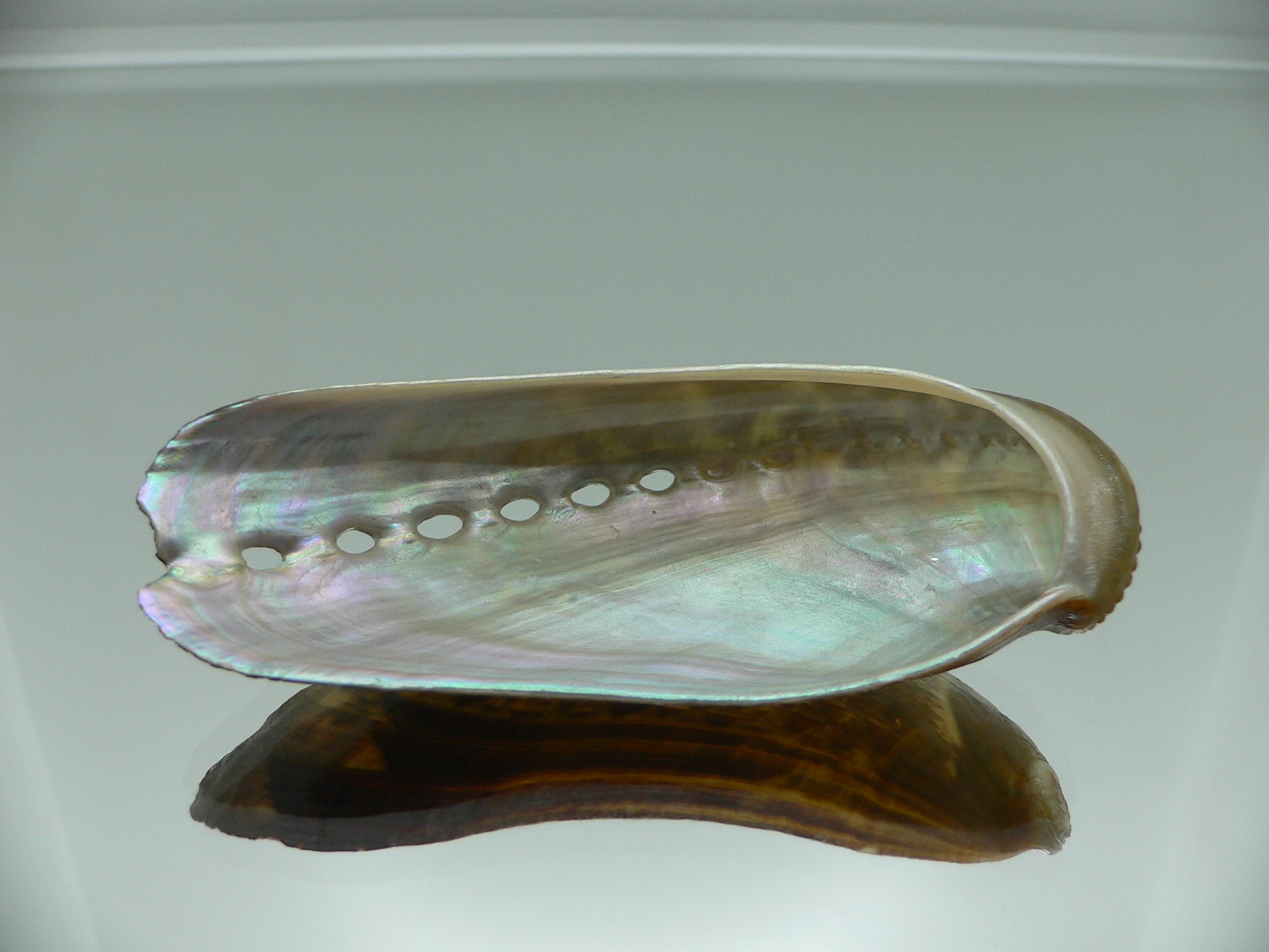 Haliotis asinina PEARL & DARK