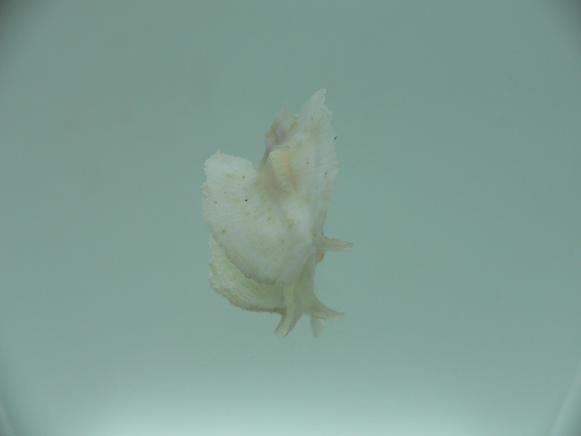 Pterynotus pellucidus RARE