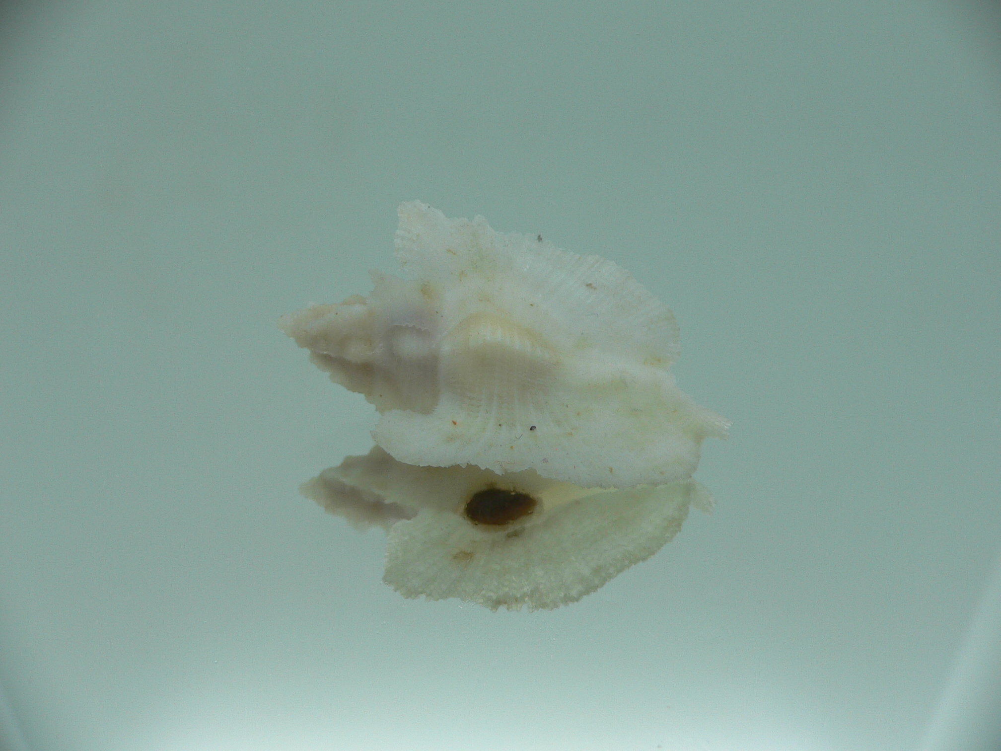Pterynotus pellucidus RARE