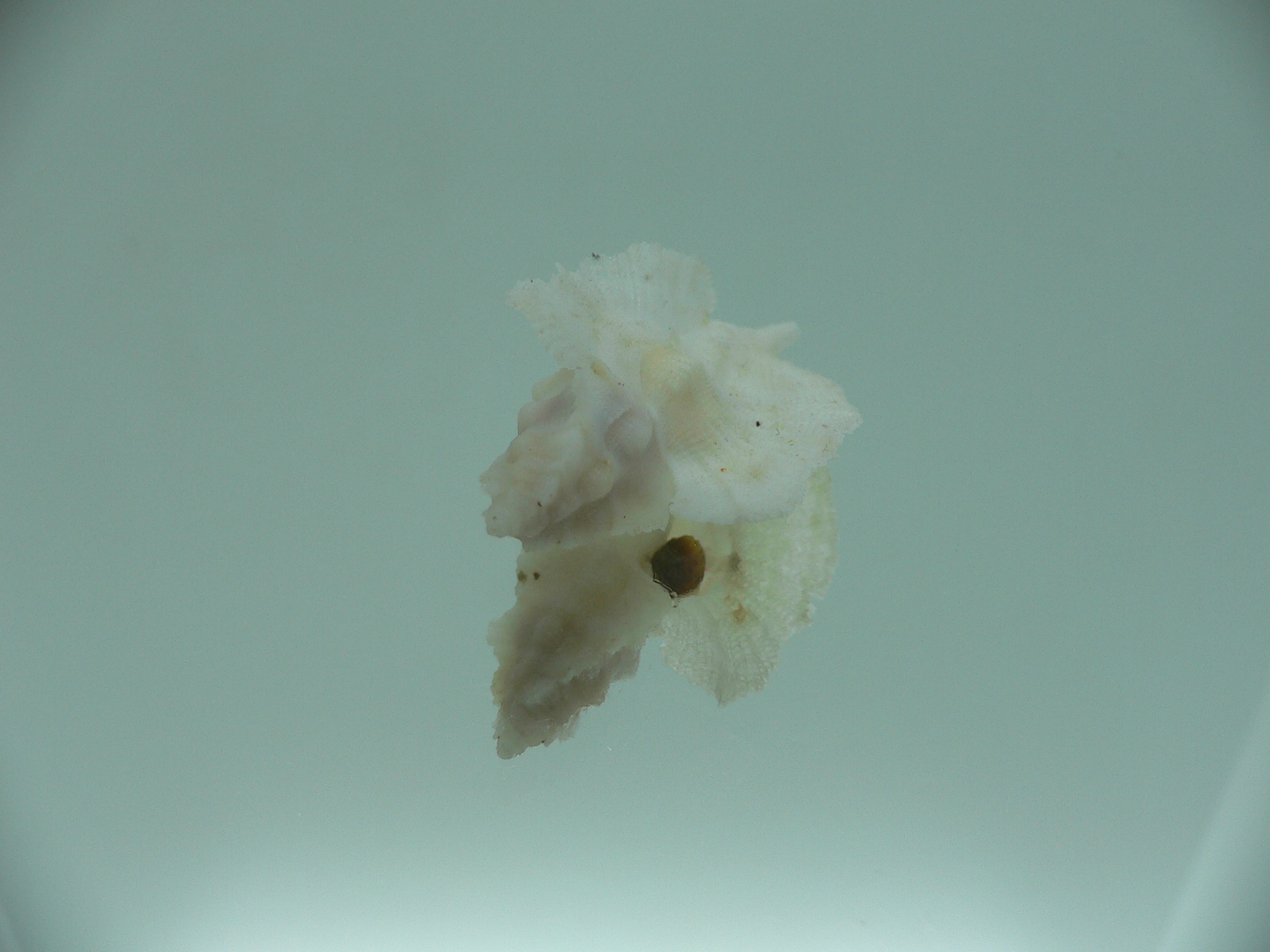 Pterynotus pellucidus RARE
