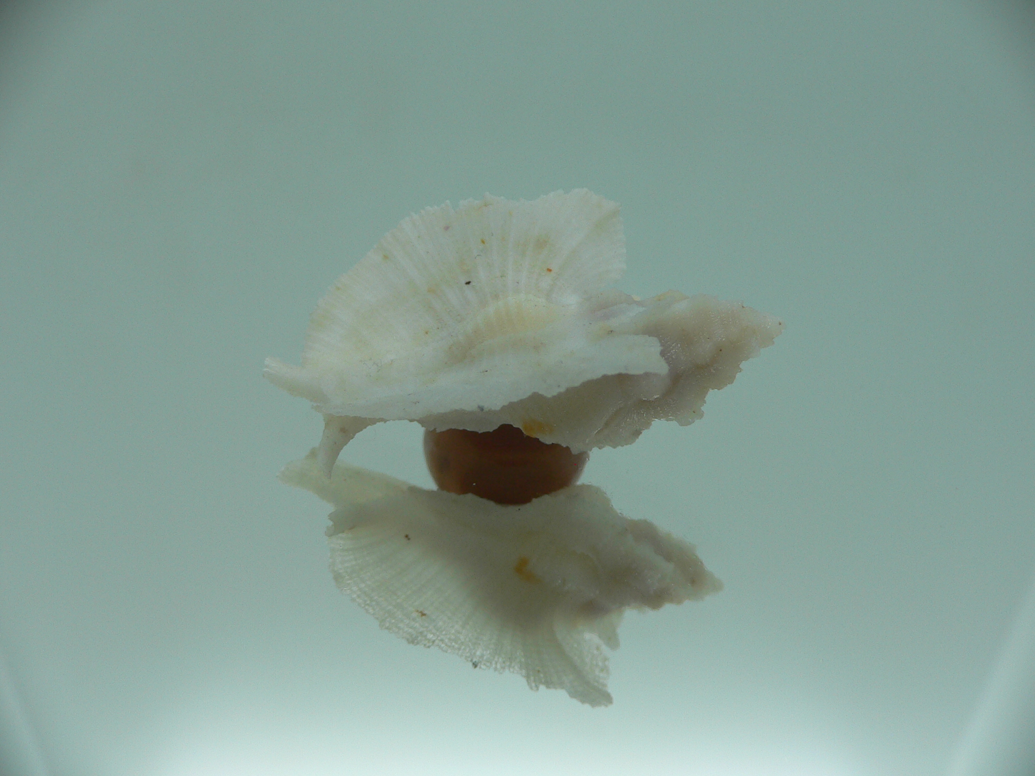 Pterynotus pellucidus RARE