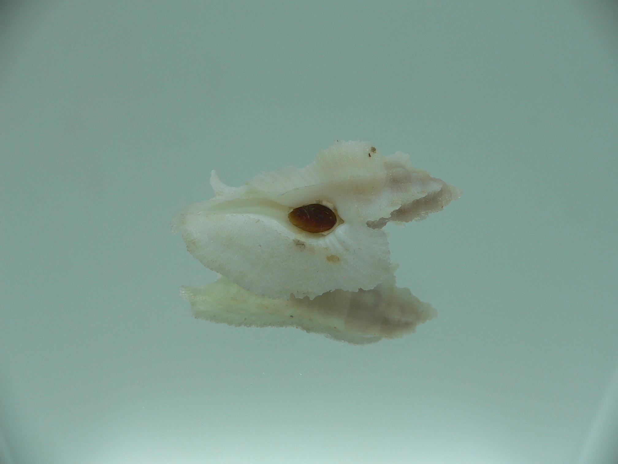 Pterynotus pellucidus RARE