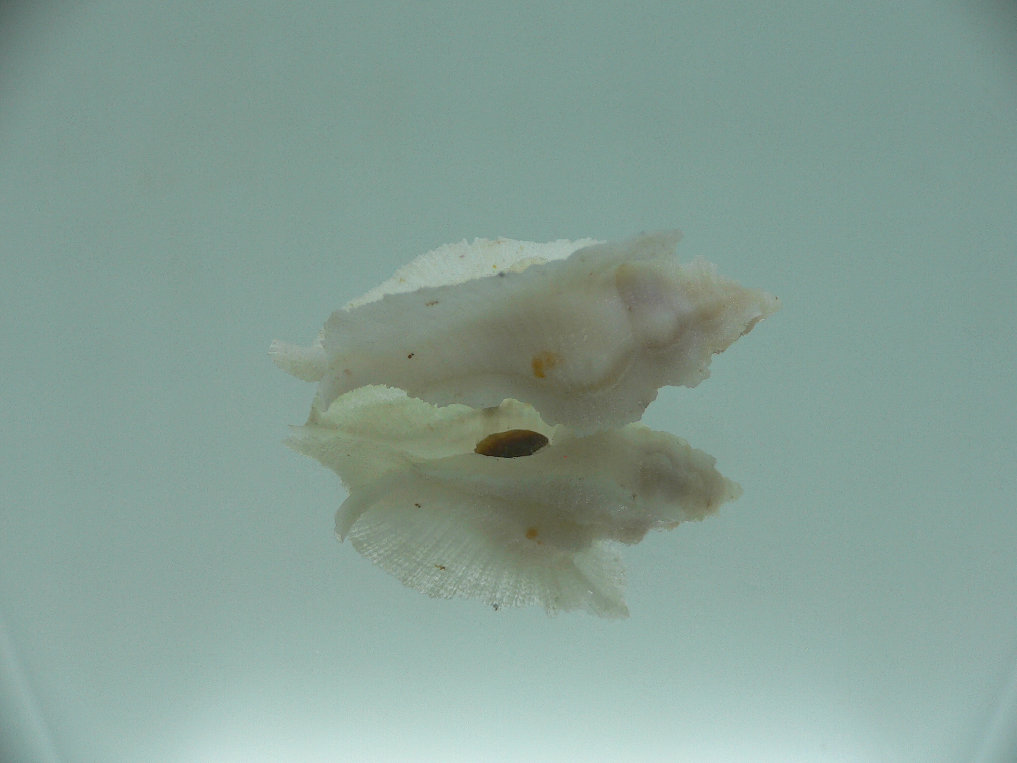 Pterynotus pellucidus RARE
