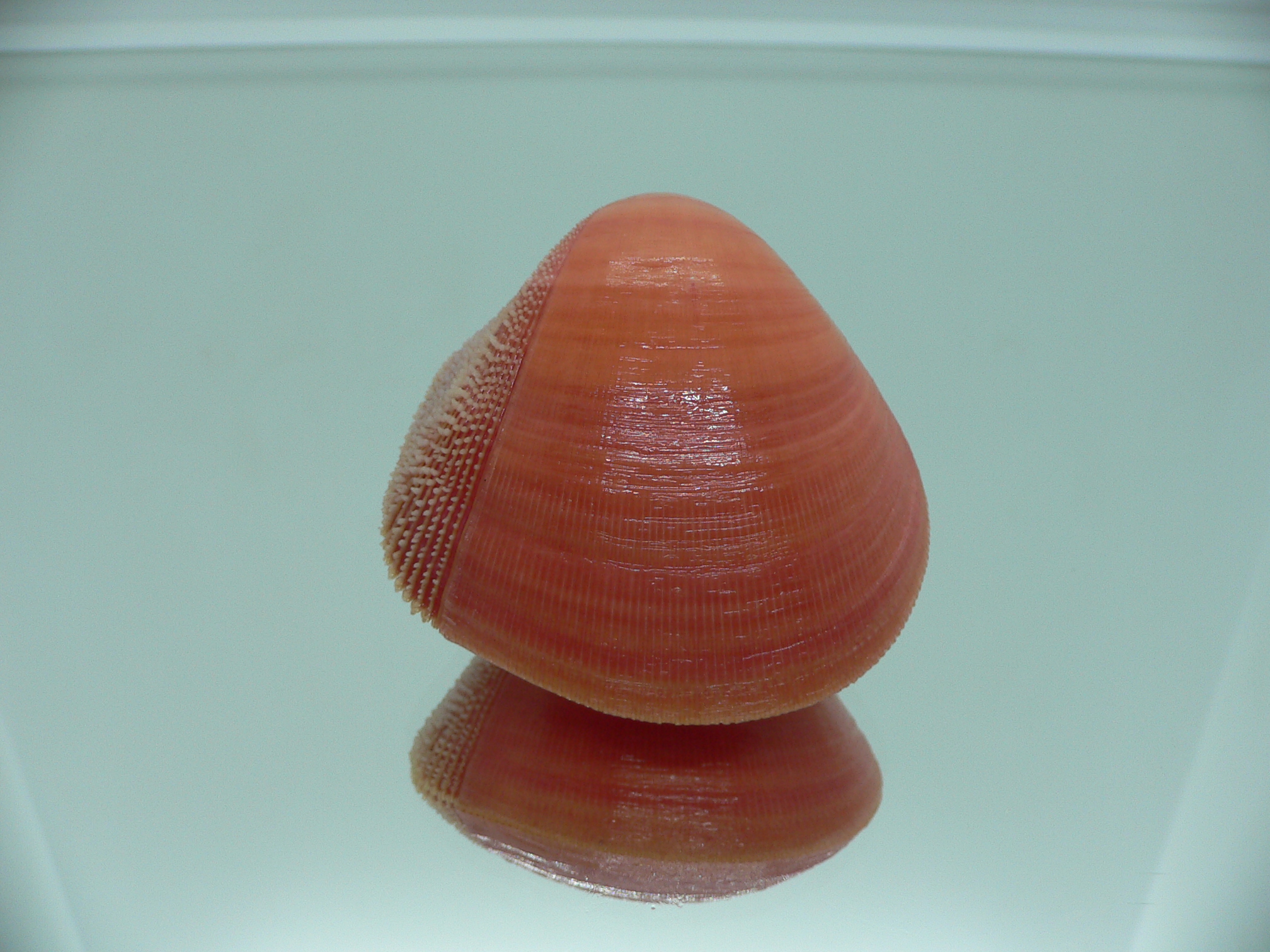 Nemocardium bechei SUPER COLOR