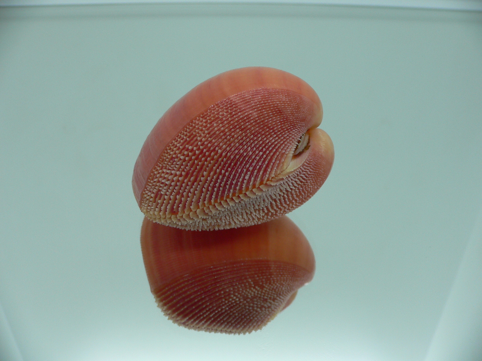 Nemocardium bechei SUPER COLOR
