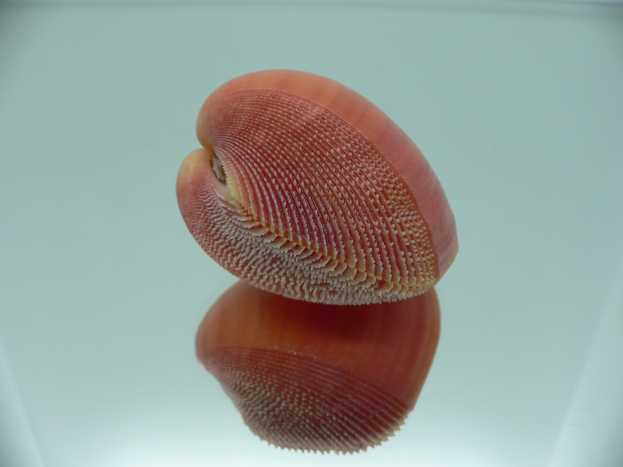 Nemocardium bechei SUPER COLOR