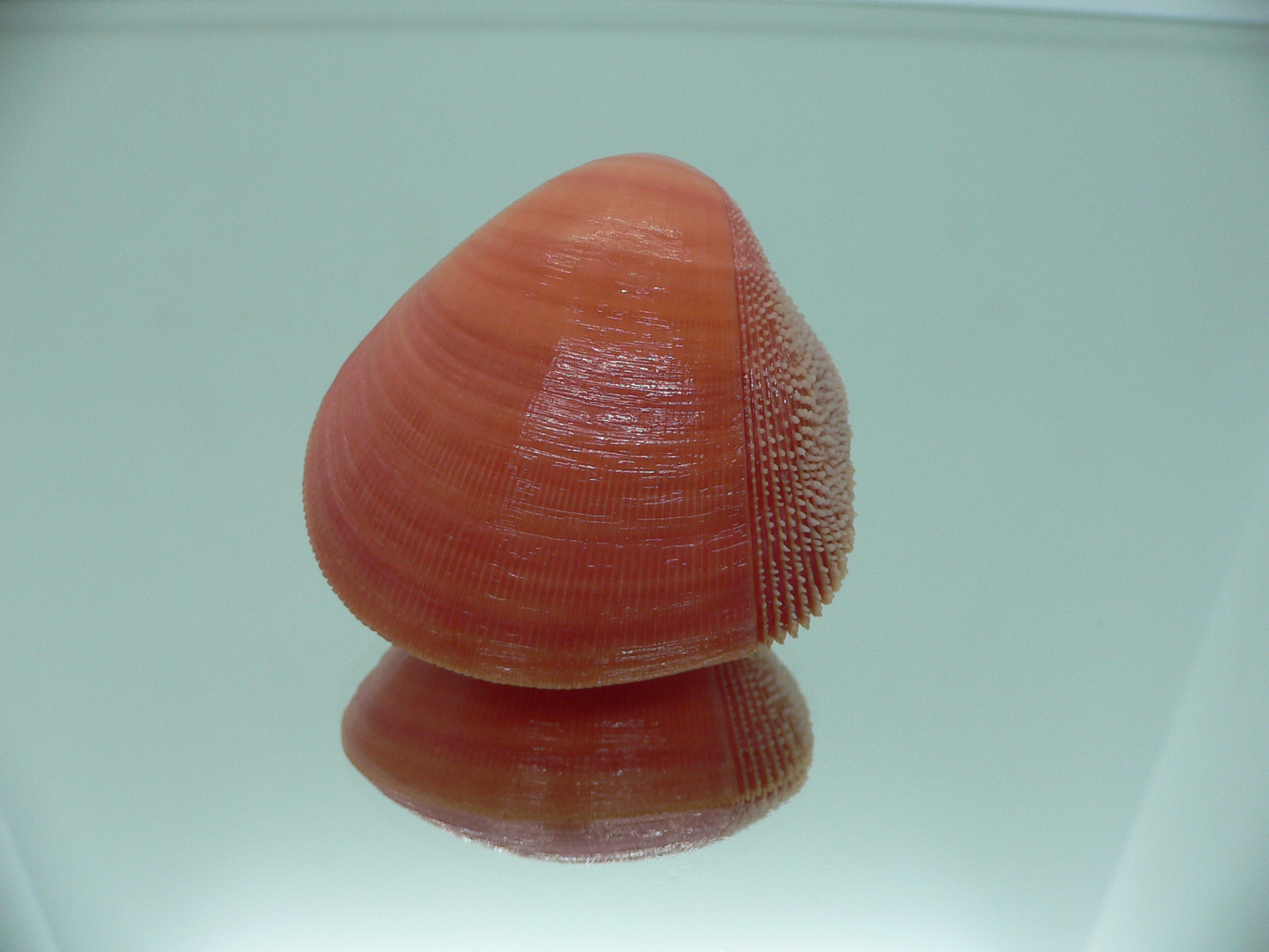 Nemocardium bechei SUPER COLOR
