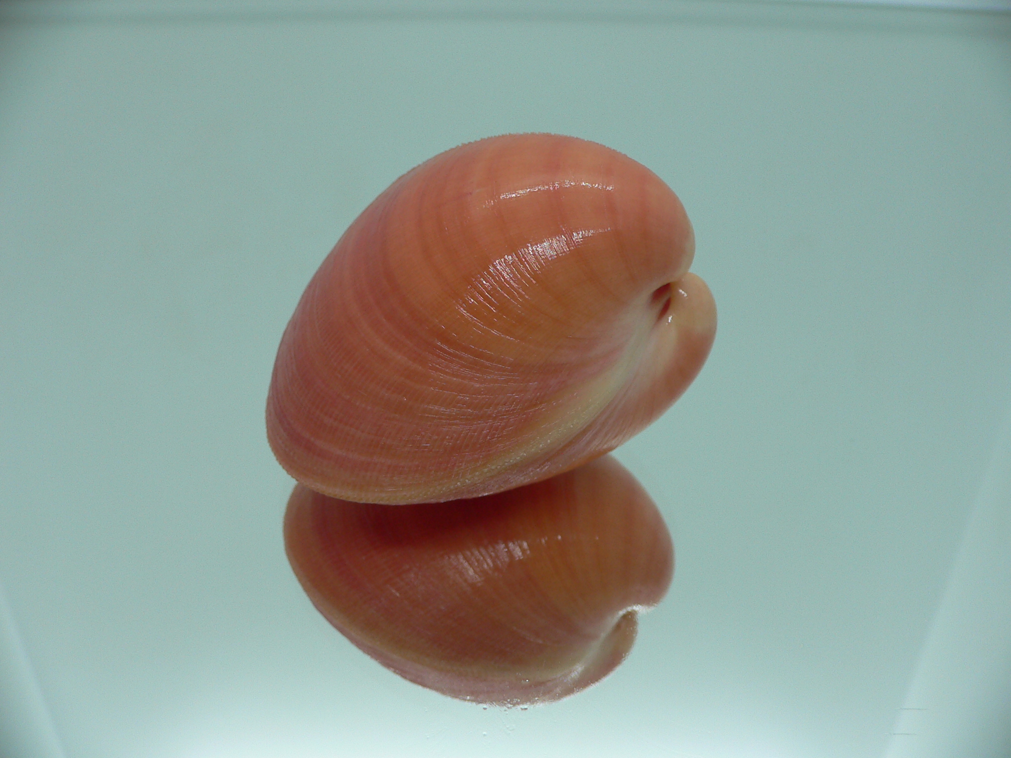 Nemocardium bechei SUPER COLOR