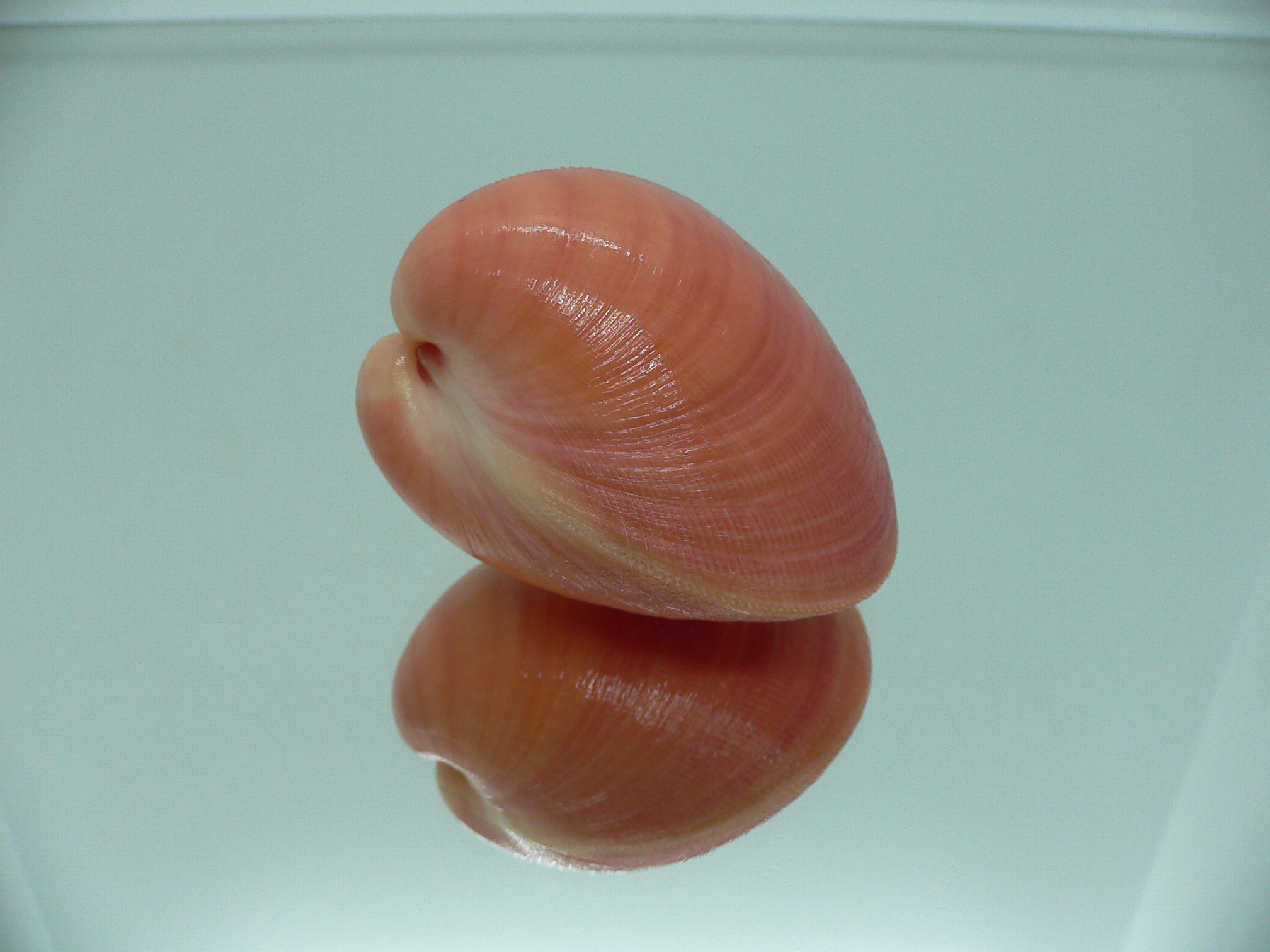 Nemocardium bechei SUPER COLOR