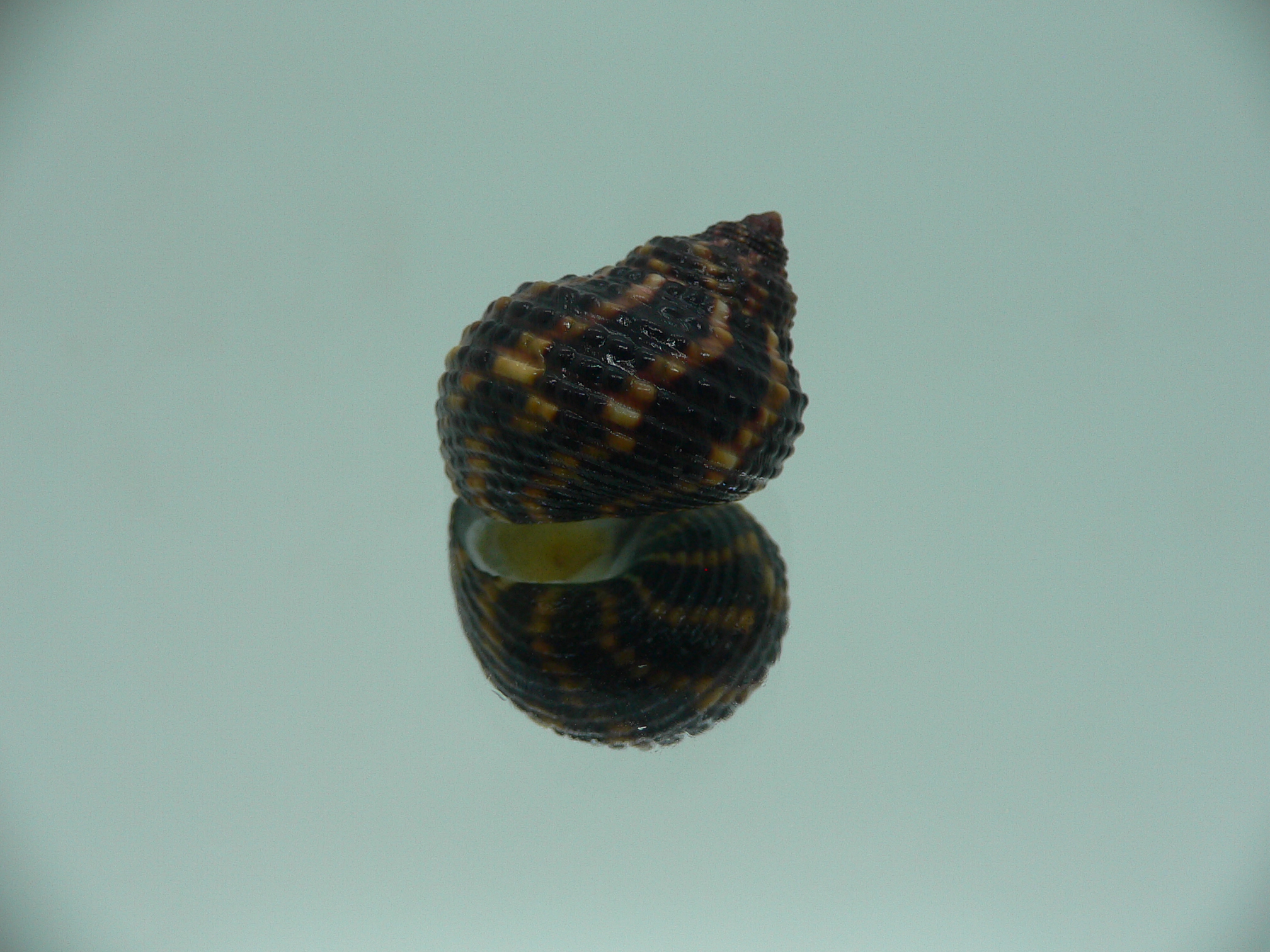 Monodonta labio labio IDEAL & COLORIT