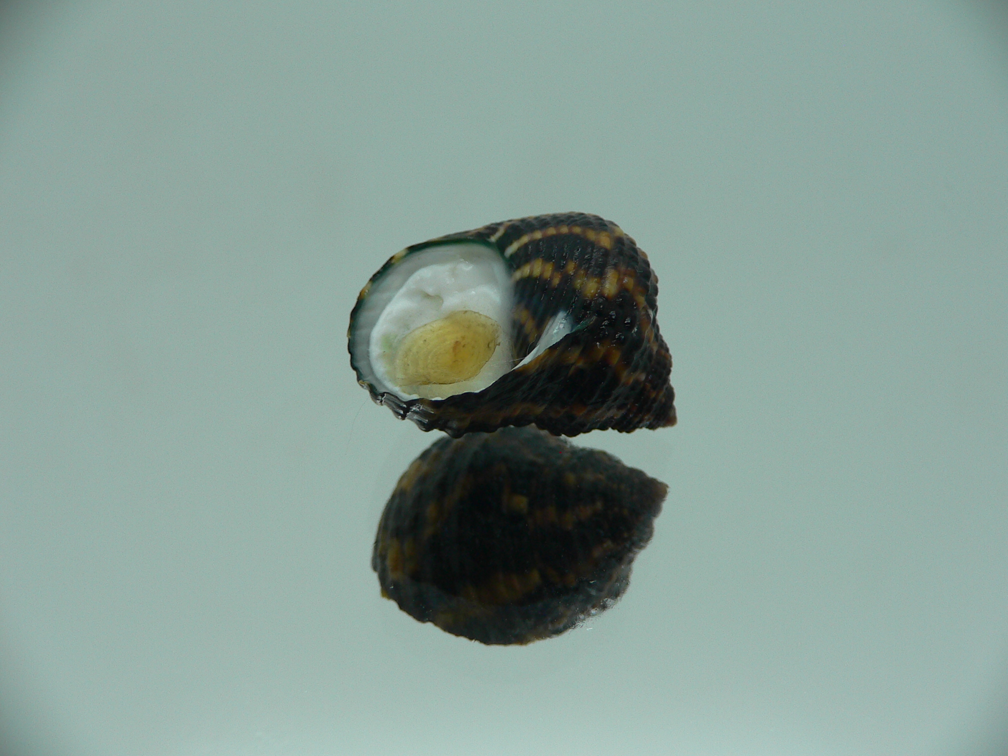 Monodonta labio labio IDEAL & COLORIT