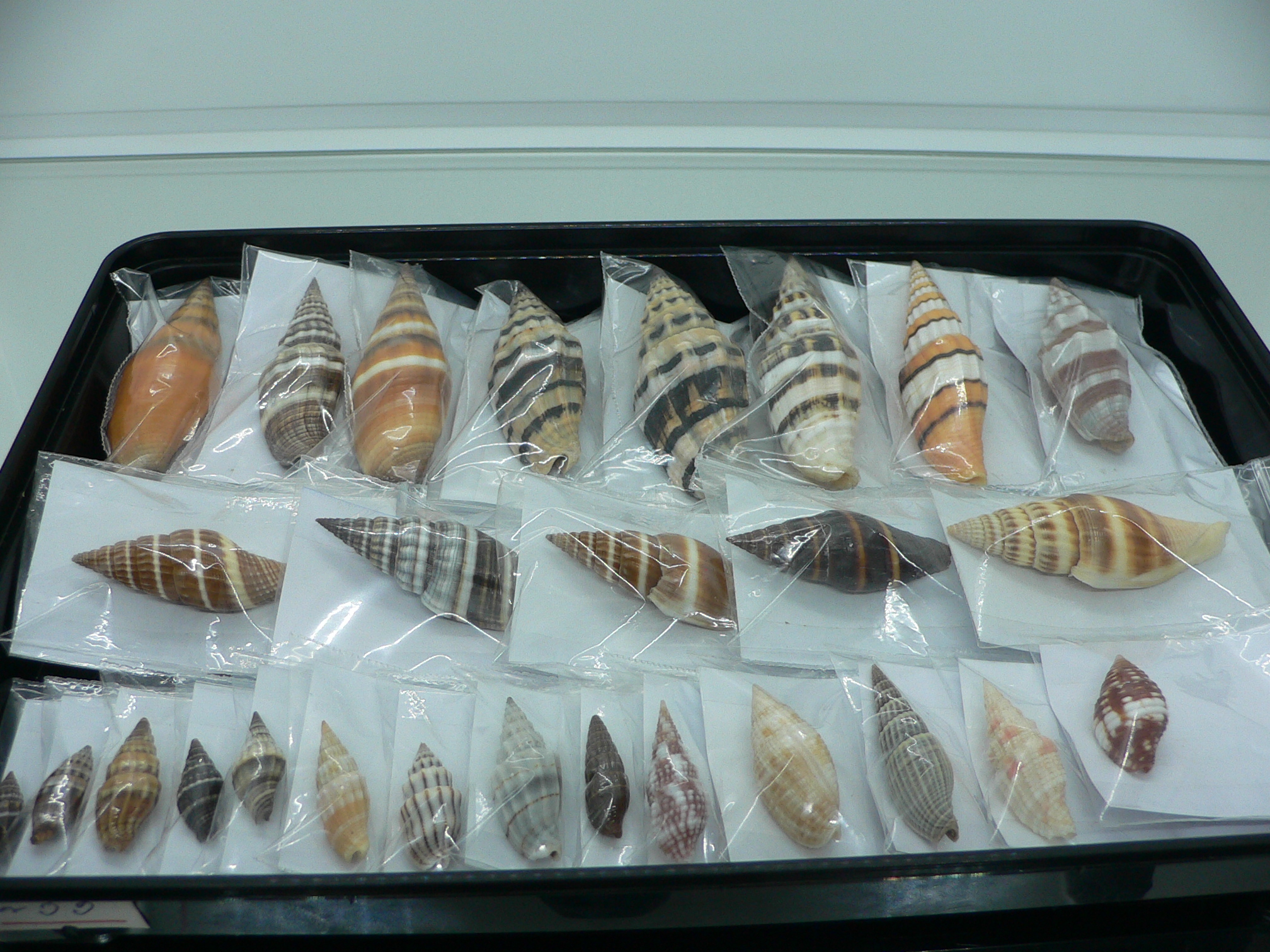 Ptychobela griffithii