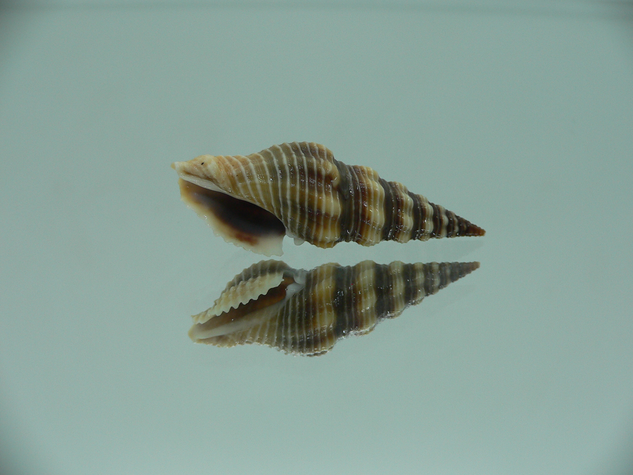 Ptychobela griffithii