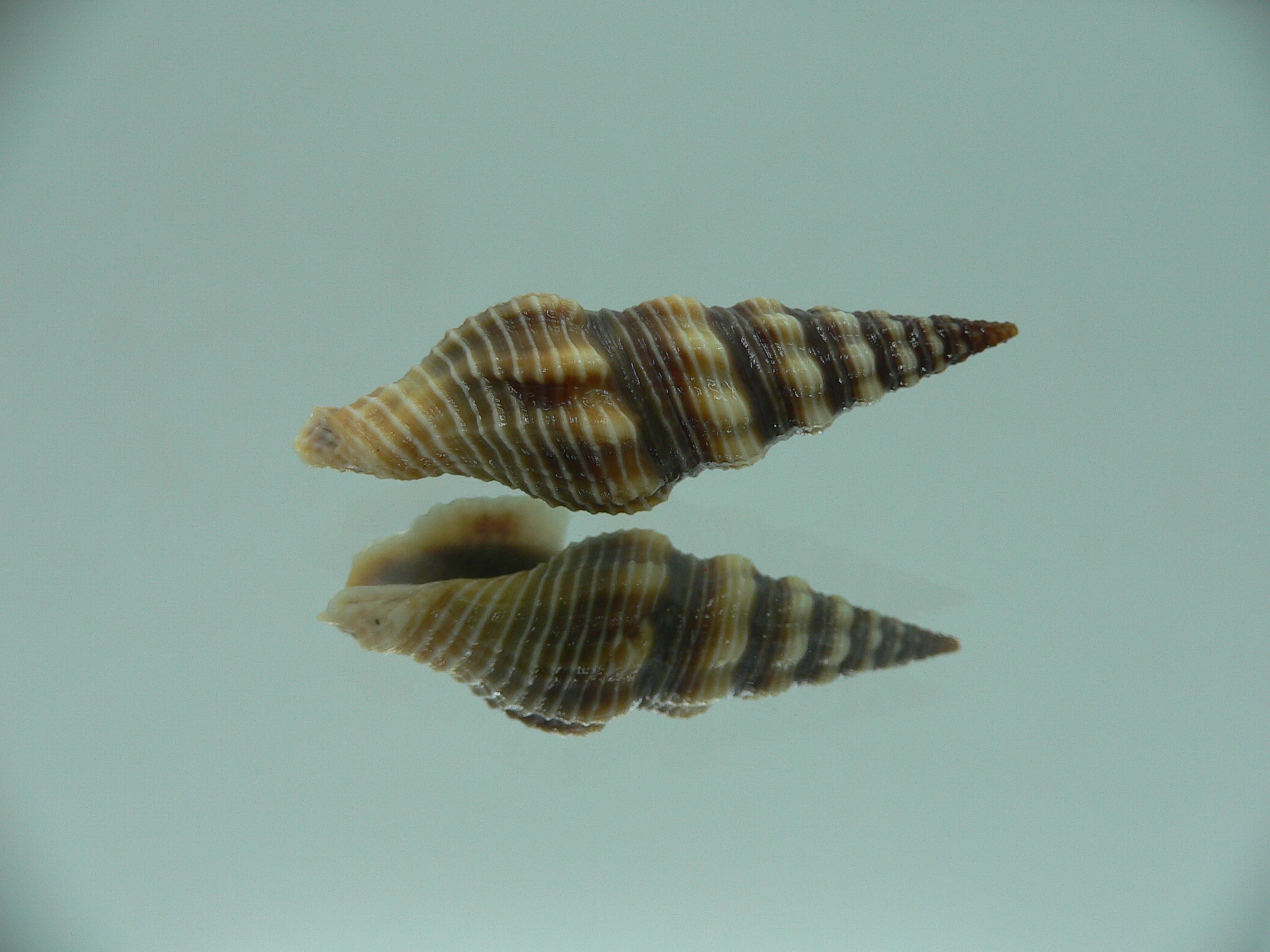 Ptychobela griffithii