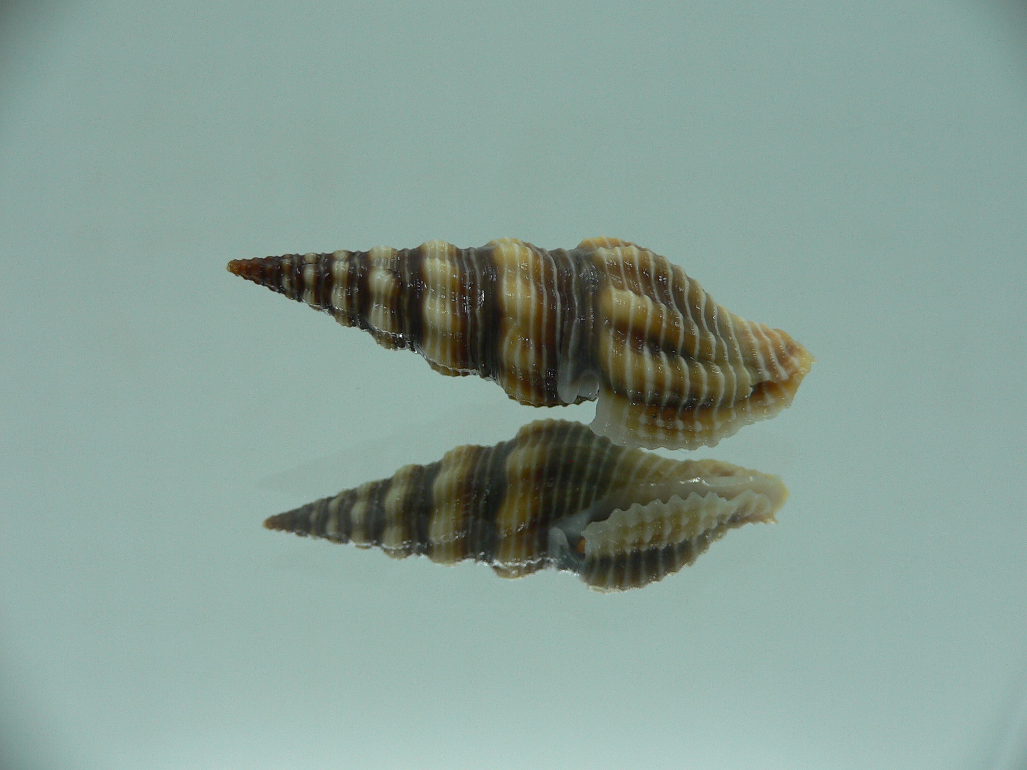 Ptychobela griffithii