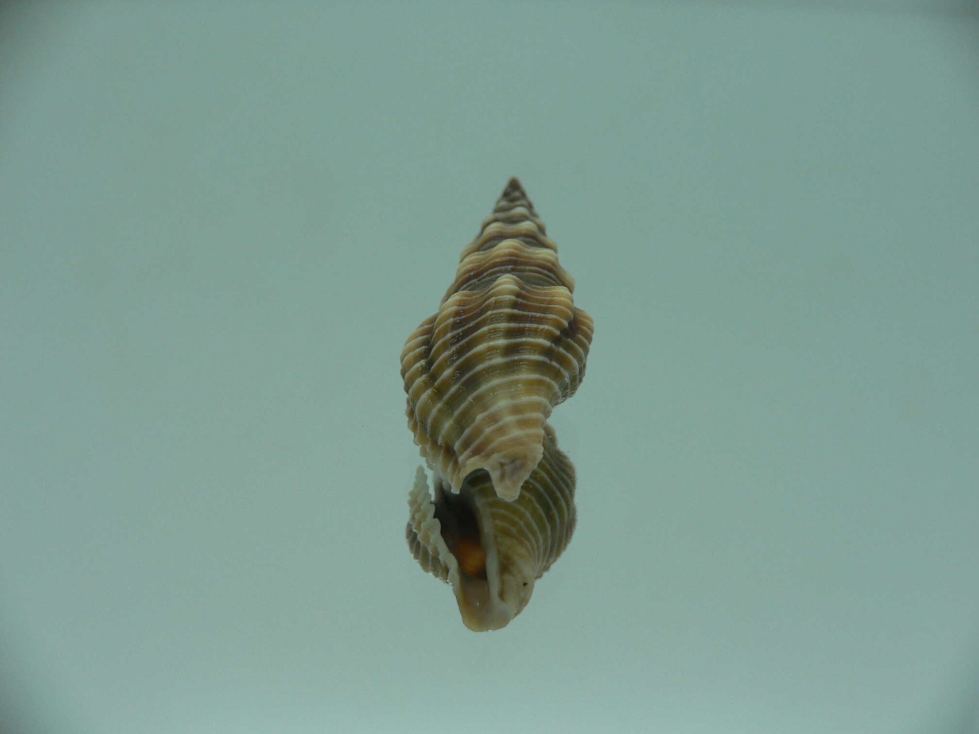 Ptychobela griffithii